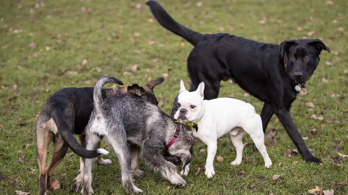 ARCHIV - 22.11.2016, Hamburg: Hunde toben auf einer Hundewiese an der Alster. (zu dpa: «Hamburger CDU fordert mehr Geld für Hund und Herrchen») Foto: picture alliance / Christian Charisius/dpa +++ dpa-Bildfunk +++