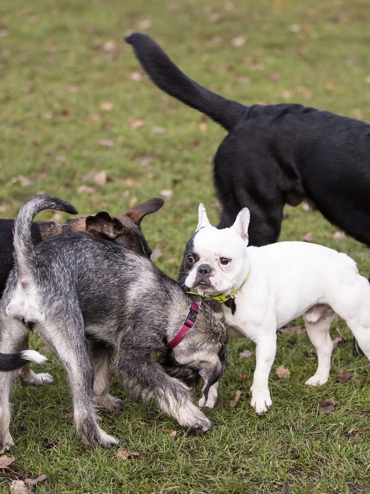 ARCHIV - 22.11.2016, Hamburg: Hunde toben auf einer Hundewiese an der Alster. (zu dpa: «Hamburger CDU fordert mehr Geld für Hund und Herrchen») Foto: picture alliance / Christian Charisius/dpa +++ dpa-Bildfunk +++