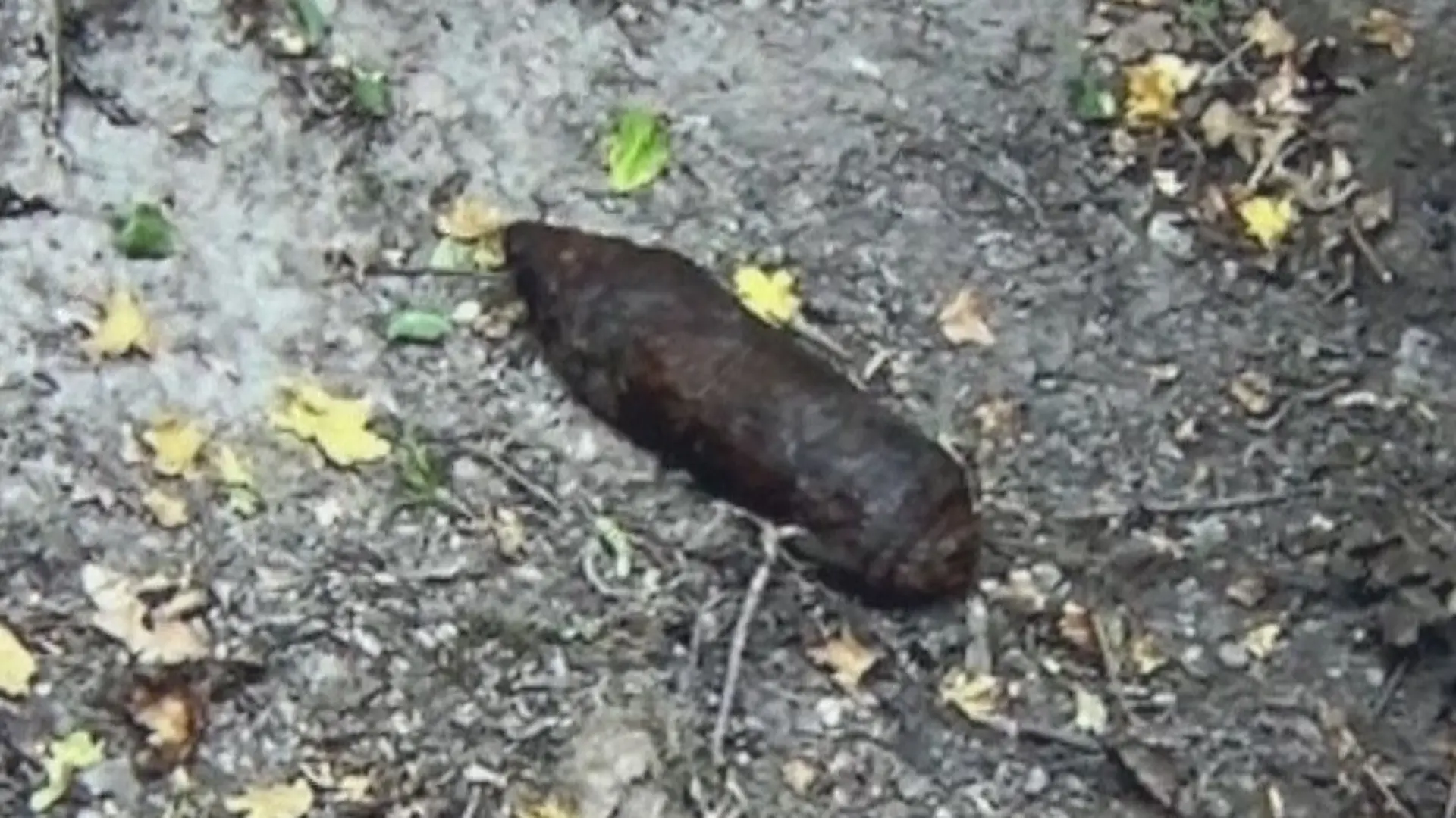 Unentdeckt zwischen Kartoffeln wurde die Bombe von einem Feld zu einem landwirtschaftlichen Betrieb im Landkreis Osnabrück transportiert.