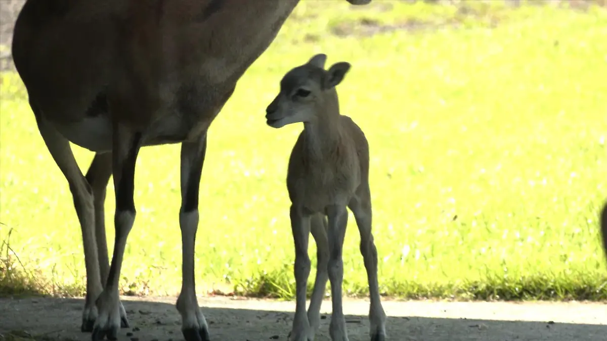 Kleines Mufflonbaby begeistert die Gemeinde Kaaks in Schleswig-Holstein.