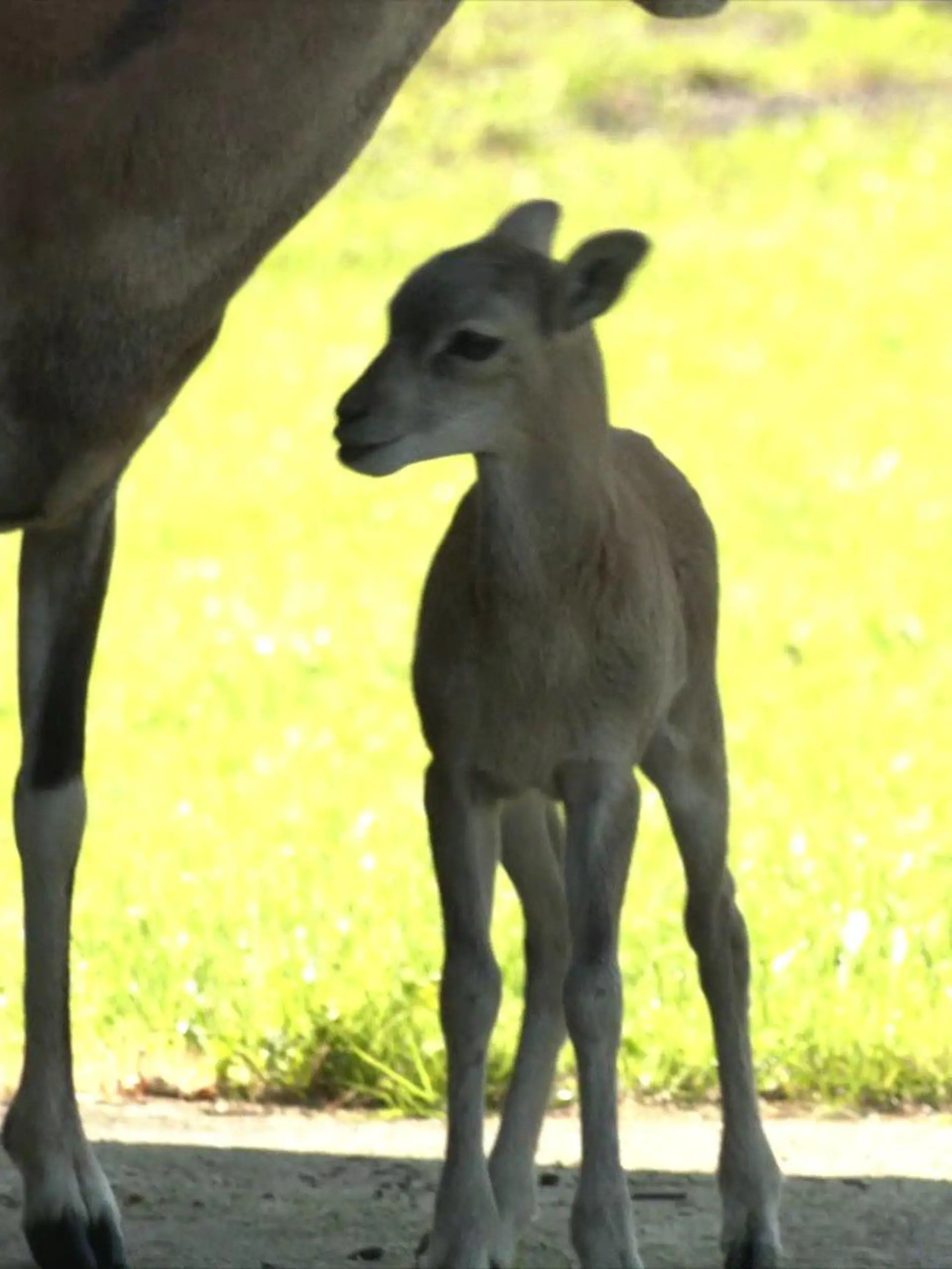 Kleines Mufflonbaby begeistert die Gemeinde Kaaks in Schleswig-Holstein.