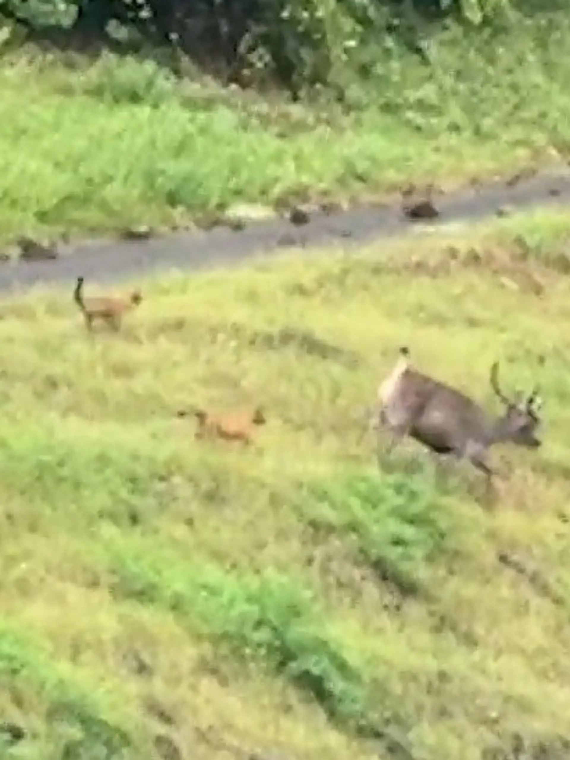 Bild zu: "Von Wildhunden gejagt! Hirsch wählt DIESES gefährliche Manöver"