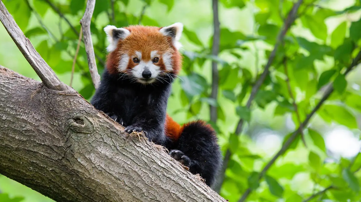 HANDOUT - 01.07.2021, Duisburg: Handout des Duisburger Zoos zeigt einen Kleinen Panda. Der Zoo stellte am Morgen des 1. Juli fest, dass der Kleine Panda Jang aus seinem Gehege ausgebrochen war, und suchte seitdem nach dem Tier. (zu dpa "Kleiner Panda vermisst! Zoo Duisburg sucht Bär Jang" vom 01.07.) Foto: Mathias Appel/Zoo Duisburg/dpa - ACHTUNG: Nur zur redaktionellen Verwendung im Zusammenhang mit der aktuellen Berichterstattung und nur mit vollständiger Nennung des vorstehenden Credits +++ dpa-Bildfunk +++