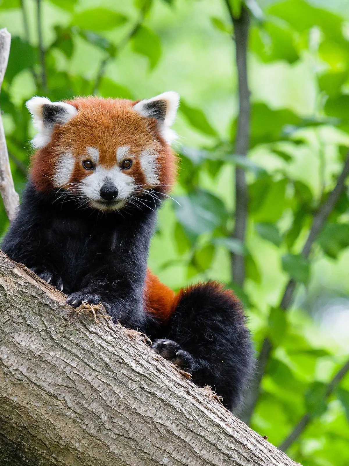 HANDOUT - 01.07.2021, Duisburg: Handout des Duisburger Zoos zeigt einen Kleinen Panda. Der Zoo stellte am Morgen des 1. Juli fest, dass der Kleine Panda Jang aus seinem Gehege ausgebrochen war, und suchte seitdem nach dem Tier. (zu dpa "Kleiner Panda vermisst! Zoo Duisburg sucht Bär Jang" vom 01.07.) Foto: Mathias Appel/Zoo Duisburg/dpa - ACHTUNG: Nur zur redaktionellen Verwendung im Zusammenhang mit der aktuellen Berichterstattung und nur mit vollständiger Nennung des vorstehenden Credits +++ dpa-Bildfunk +++
