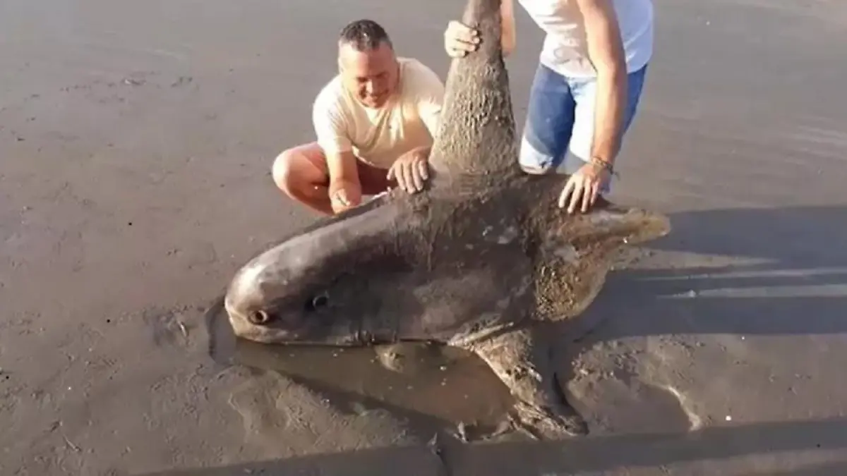 Merkwürdiger Fund am Strand