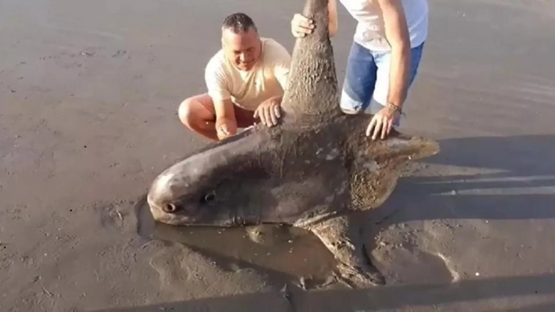 Merkwürdiger Fund am Strand