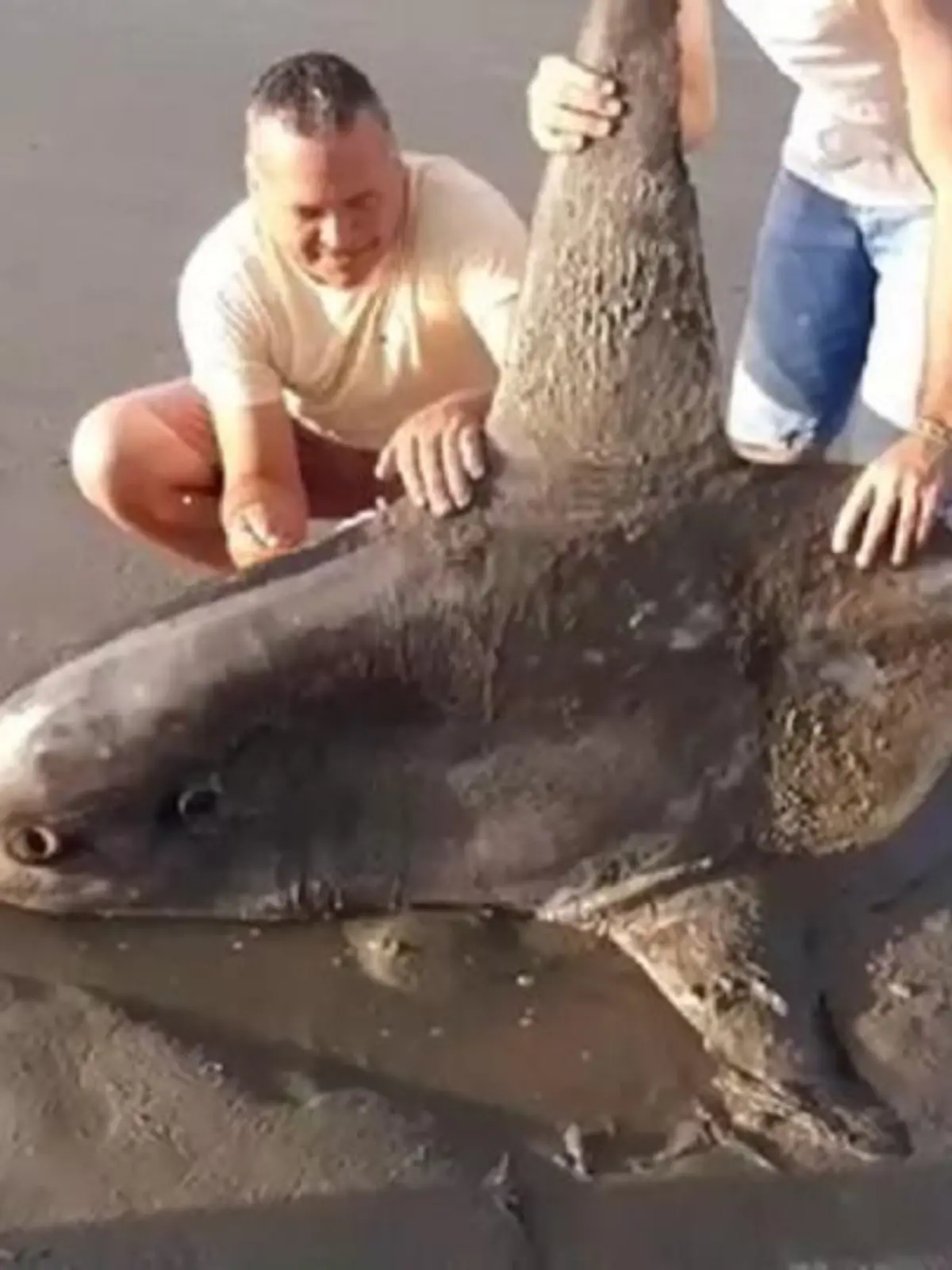 Merkwürdiger Fund am Strand