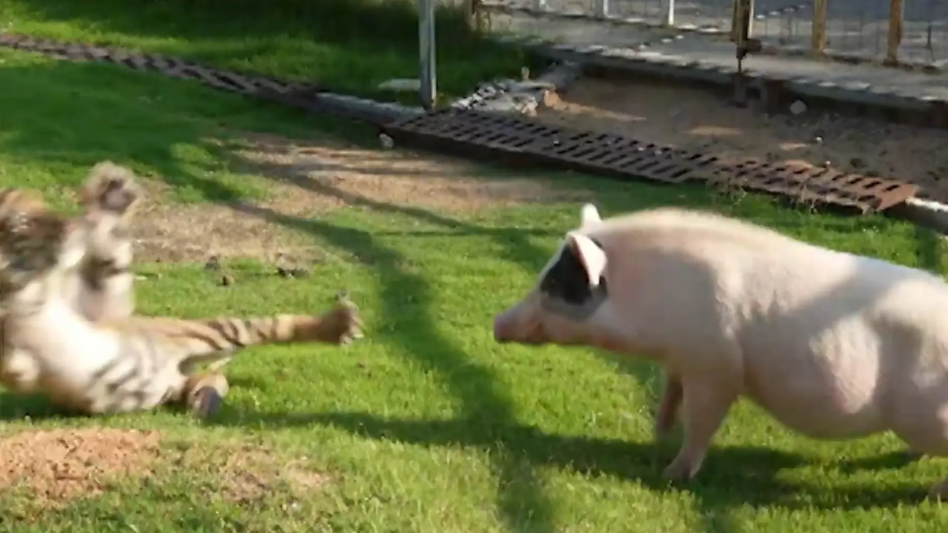 Tiger vs. Schwein! Diese Begegnung haut IHN um Showdown vor Tierparkbesuchern