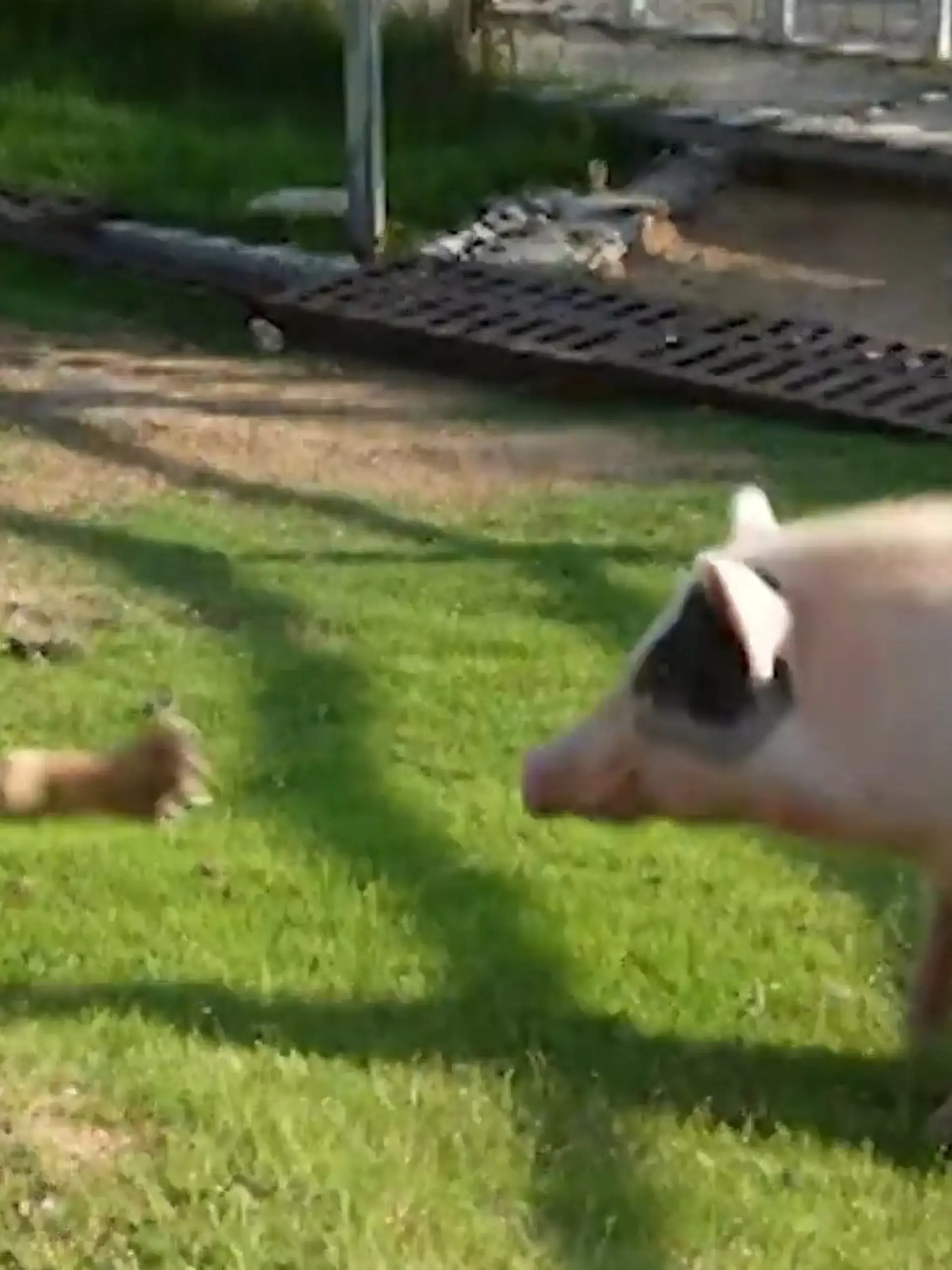 Bild zu: "Tiger vs. Schwein! Diese Begegnung haut IHN um "