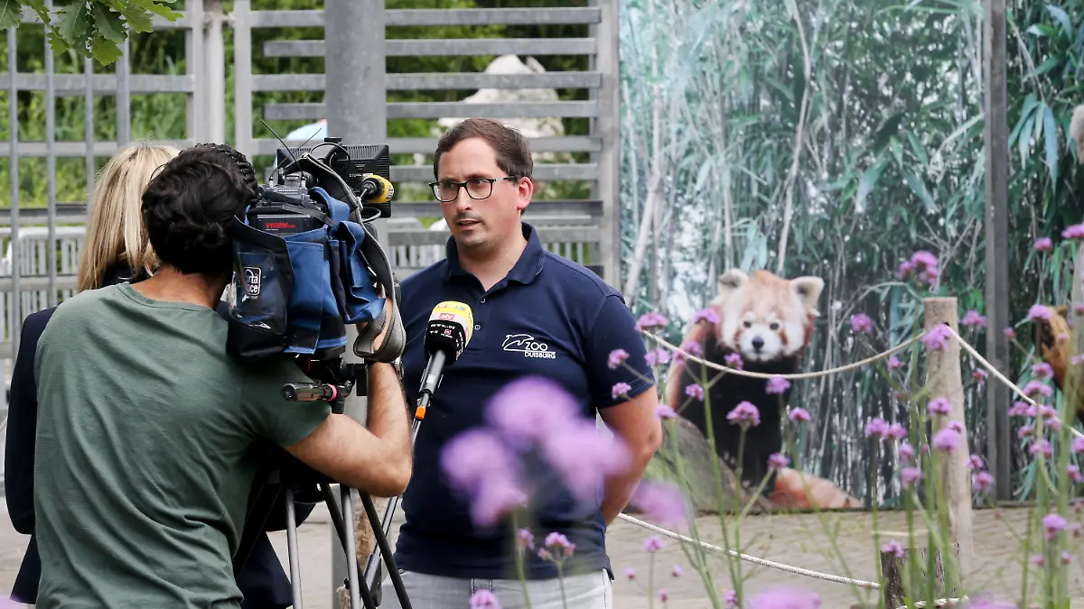 02.07.2021, Nordrhein-Westfalen, Duisburg: Vor dem Foto eines kleinen Pandas (l) am Eingang zum Zoo wird der Pressesprecher Christian Schreiner von einem Fernsehteam befragt. Ein kleiner Roter Panda aus dem Zoo ist noch immer verschwunden. Bereits seit Donnerstagmorgen (01.07.2021) wird nach dem Tier außerhalb der Anlage gesucht. Foto: Roland Weihrauch/dpa +++ dpa-Bildfunk +++