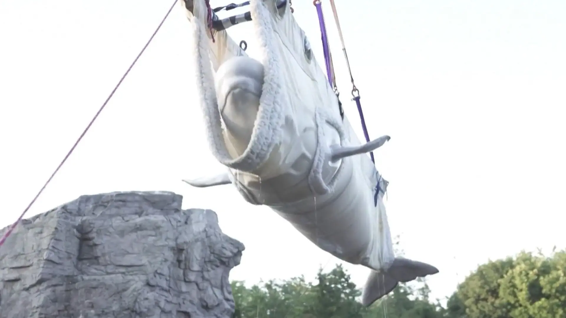 Wal im Anflug! Dieser Beluga schwebt plötzlich durch die Luft Abflug in ein neues Zuhause