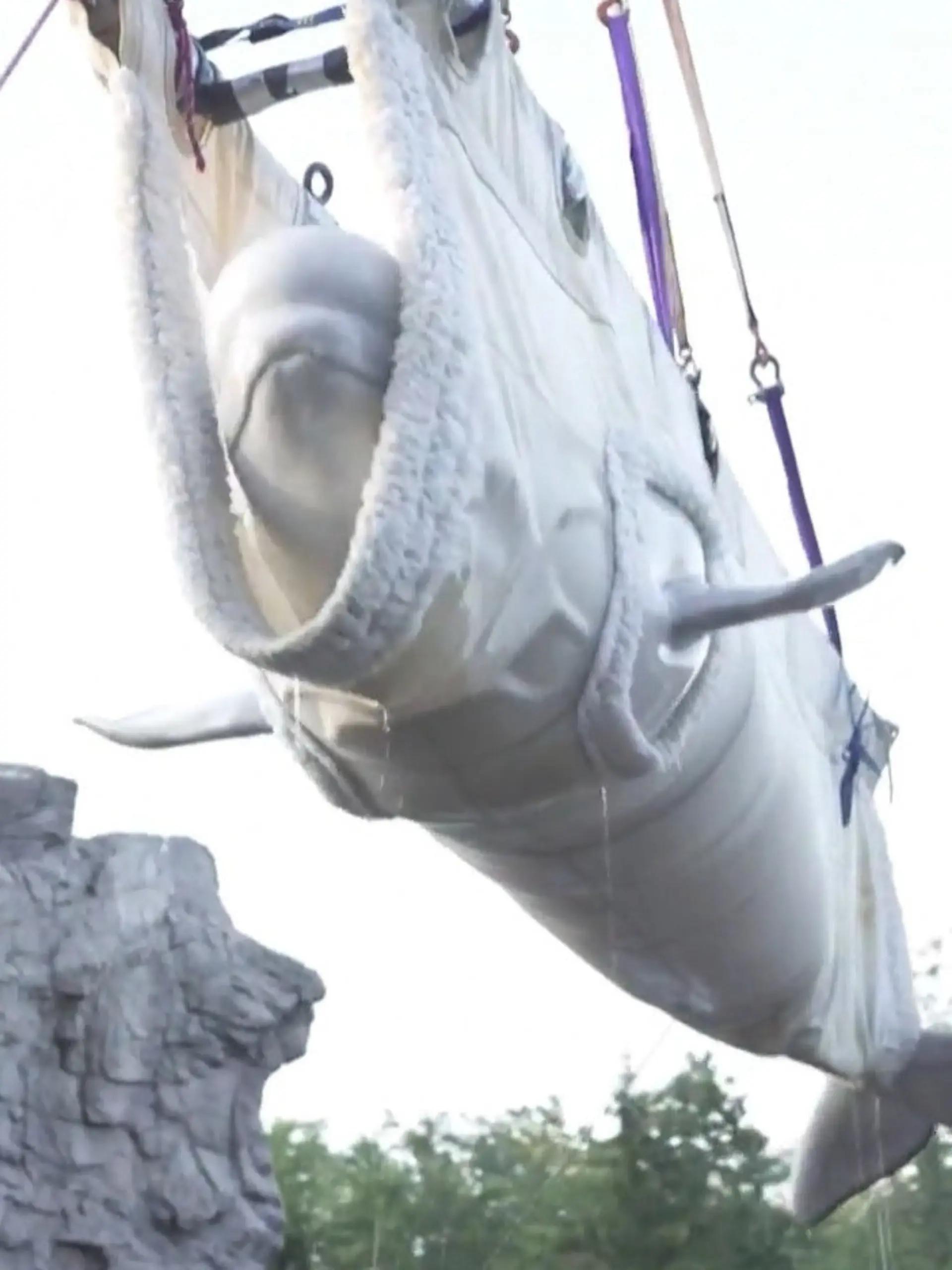 Bild zu: "Wal im Anflug! Dieser Beluga schwebt plötzlich durch die Luft"