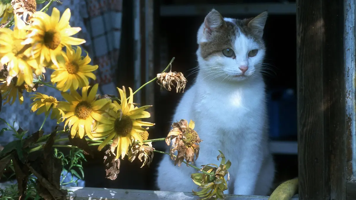 Eine Katze sitzt in einem Fenster, undatiert. 
