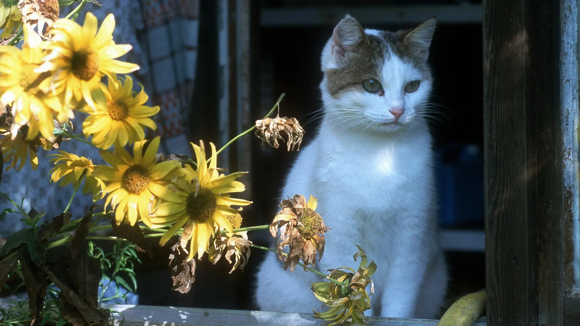 Eine Katze sitzt in einem Fenster, undatiert.