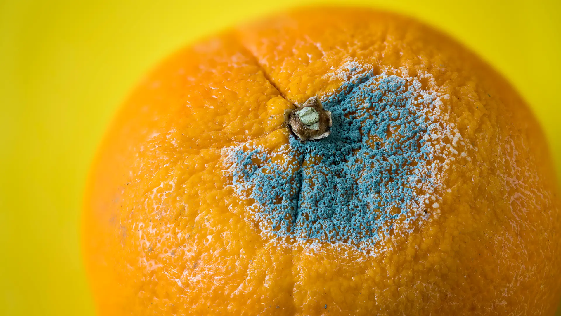 orange;grauschimmelfäule;Bildverwendung nur mit Urhebervermerk: Martin G. Dr. Baumgärtner/Shotshop/picture alliance. Keine Exlusivverkäufe möglich.