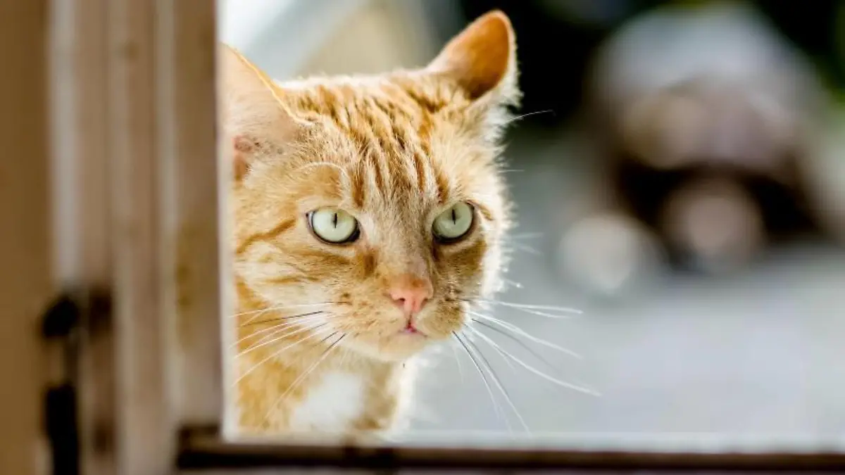 Katze