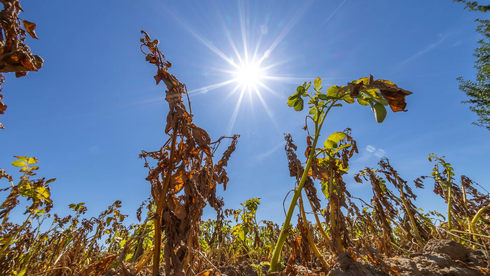 Die Sonne scheint auf abgestorbene Kartoffelpflanzen auf einem Acker.