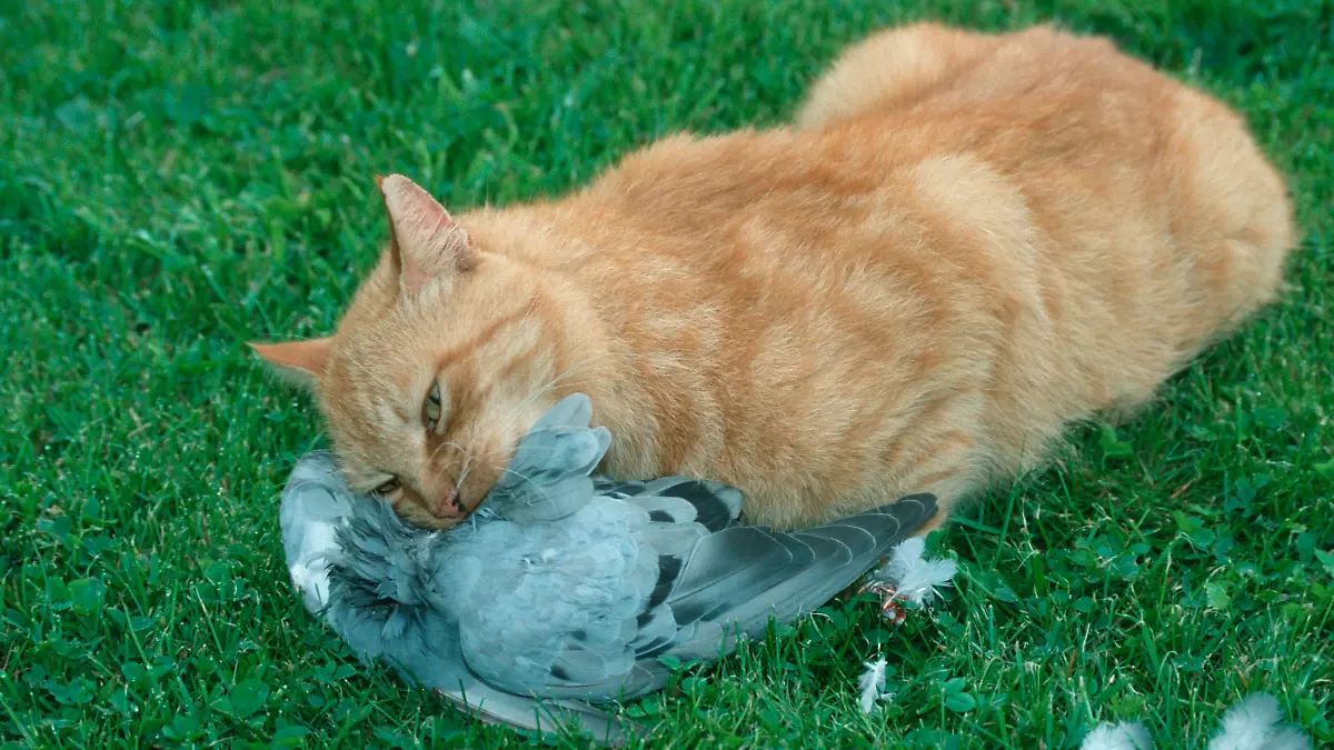 Domestic Cat with seized pigeon, Germany / (Microtus arvalis) / Hauskatze mit erbeuteter Haustaube, Deutschland / Saeugetiere, mammals, animals, Haustier, Heimtier, pet, kurzhaarig, short-haired, ginger, Vogel, Voegel, birds, Tauben, pigeons, aussen, outdoor, Querformat, horizontal, adult, fressen, eating, liegen, lying