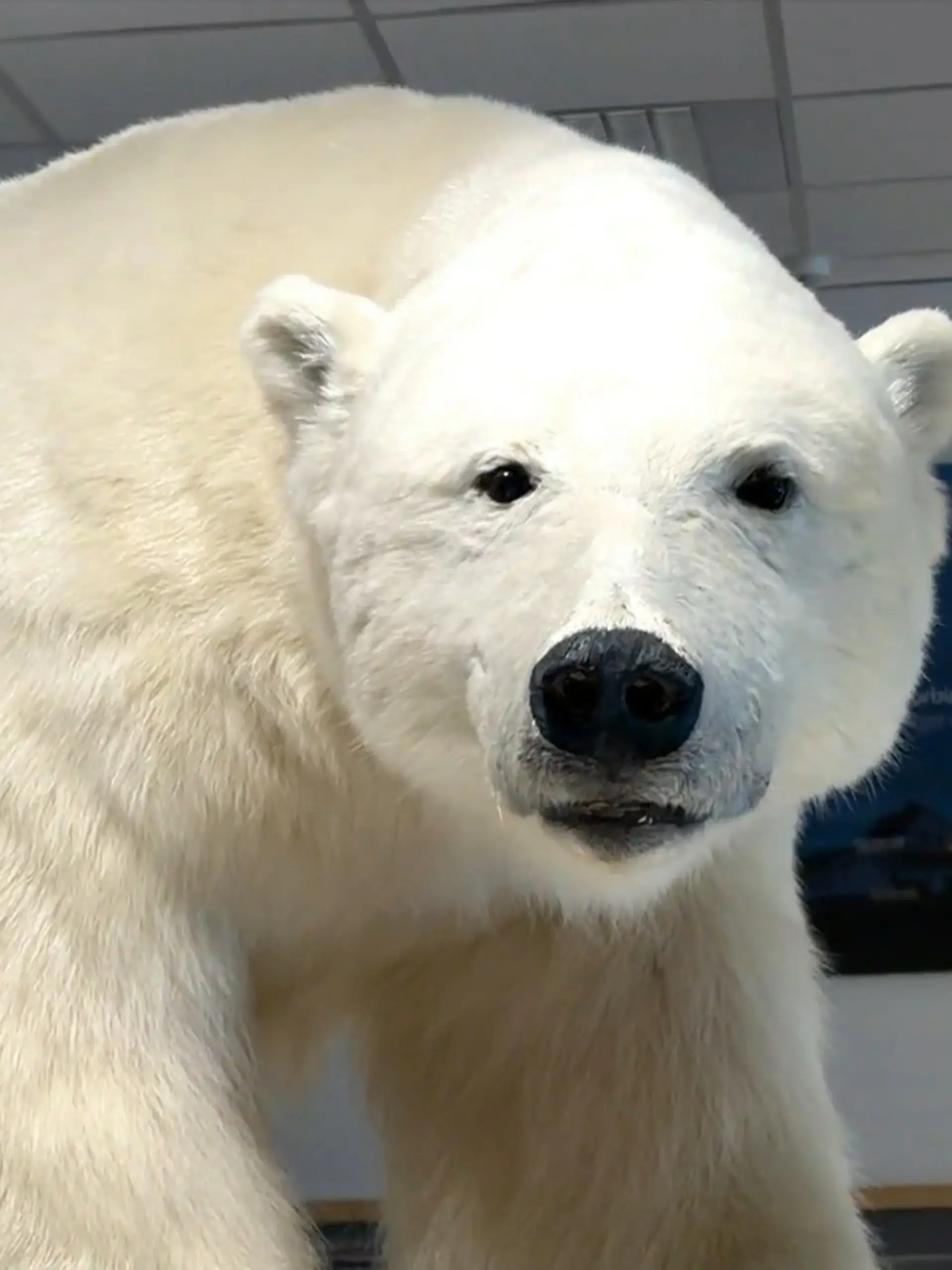 Bild zu: "Deutsche Eisbären-Wächterin auf Spitzbergen"