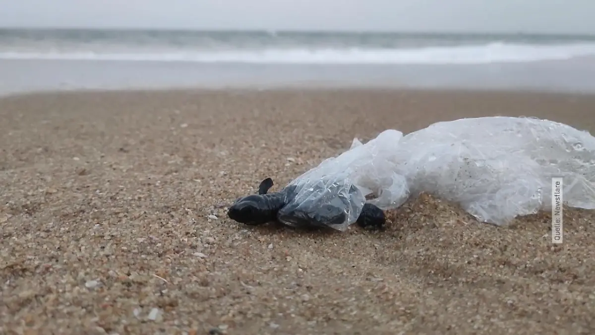 Babyschildkröte in Plastiktüte gefangen Diese Aufnahmen zeigen wie schlimm Plastikmüll ist