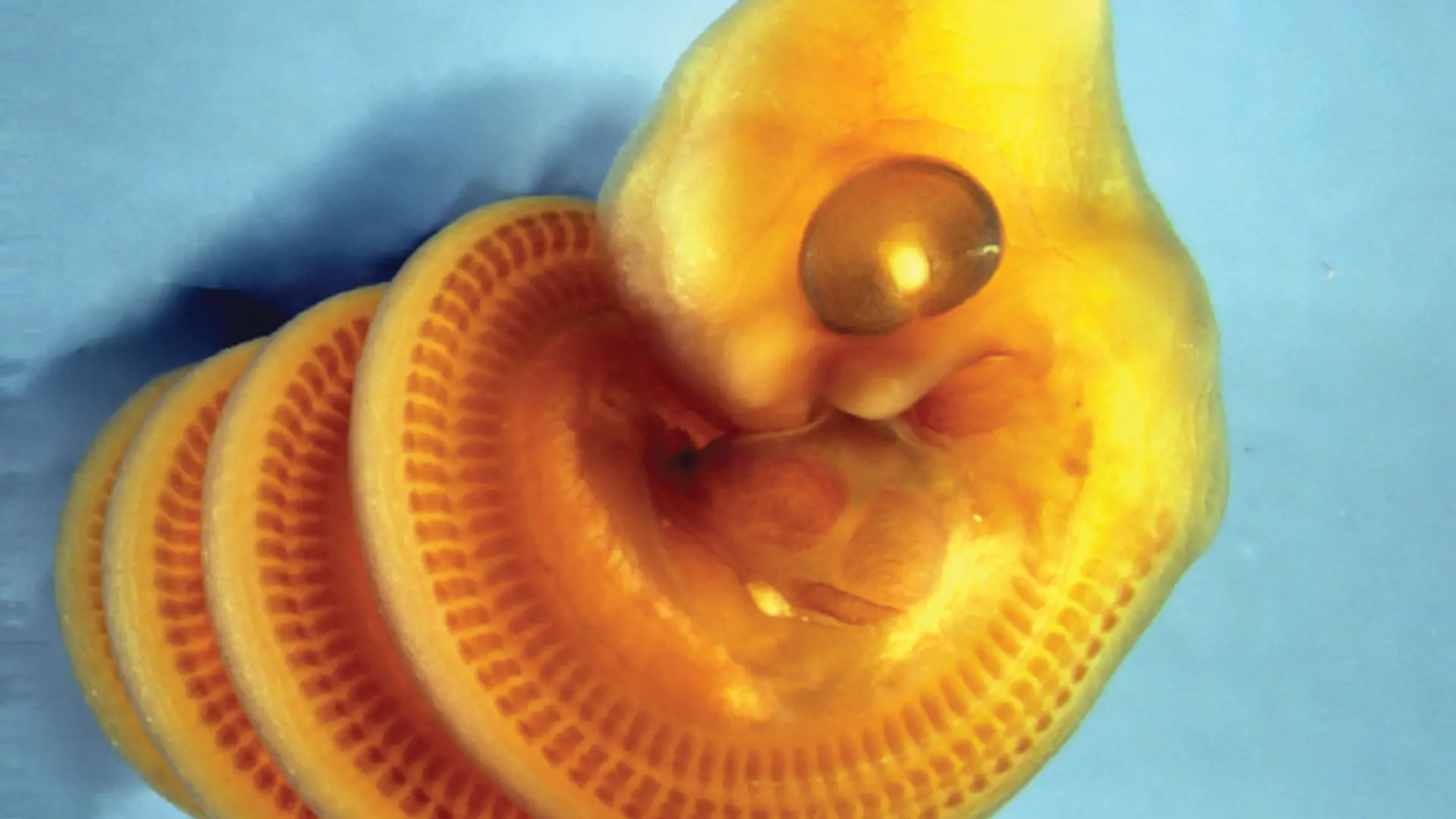 HANDOUT - An embryo of Cape house snake (Boaedon capensis) stained to show developing muscle blocks in the trunk. The embryo shows right-handed coiling.
Credit: Raul Diaz, California State University Los Angeles
ACHTUNG: Frei nur zur redaktionellen Verwendung im Zusammenhang mit der Berichterstattung über die Studie bei Nennung des Credits. Foto: Raul Diaz, California State University Los Angeles
