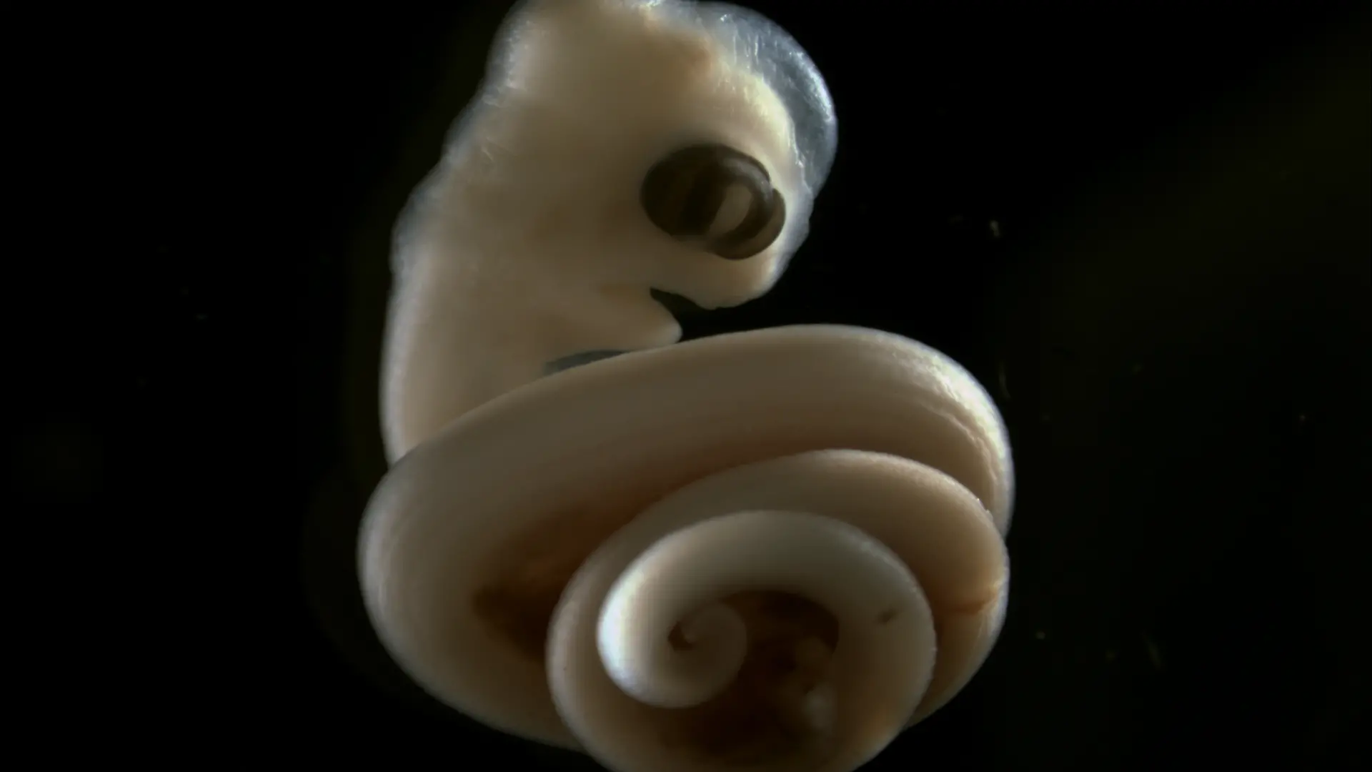 HANDOUT - An embryo of an African house snake (Lamprophis sp.), showing right-handed coiling
Credit: Joy Richman, University of British Columbia.
ACHTUNG: Frei nur zur redaktionellen Verwendung im Zusammenhang mit der Berichterstattung über die Studie bei Nennung des Credits. Foto: Joy Richman, University of British Columbia