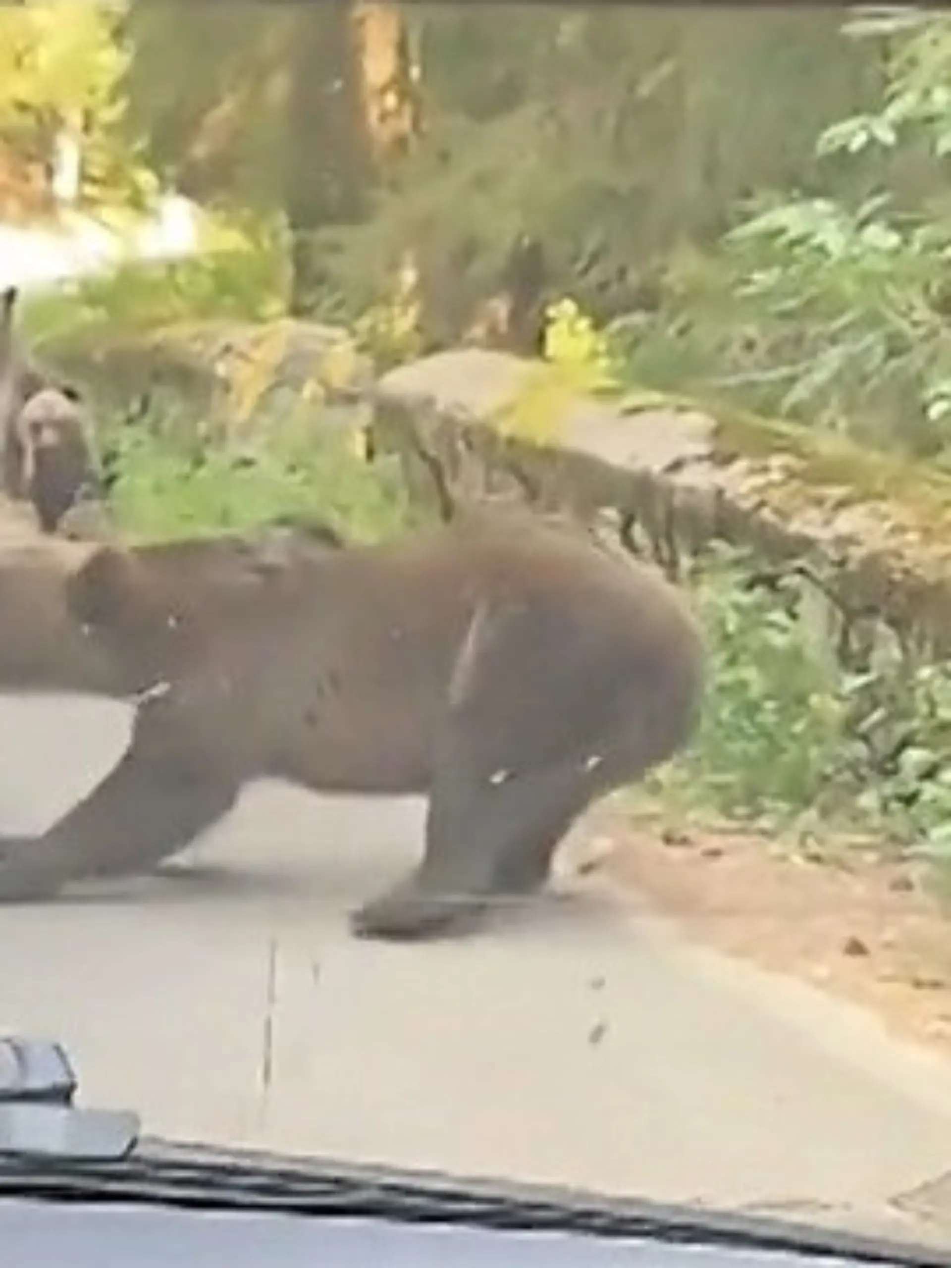 Bild zu: "Angriff in Urlaubsregion! Bär verbeißt sich in Auto – Touristen sitzen noch drin"