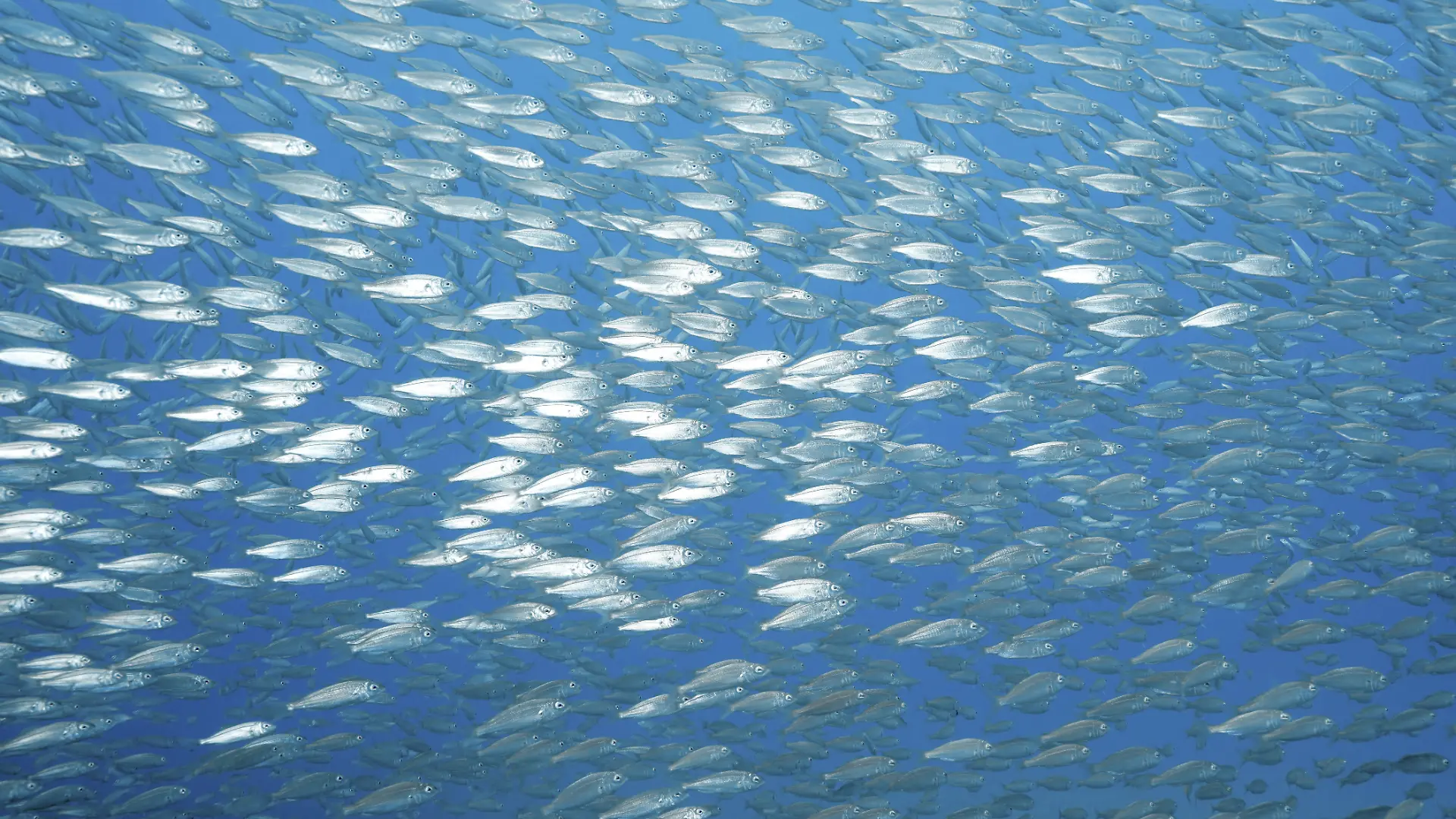 Ein dichter Fischschwarm von Europäische Sardine (Sardina pilchardus) schwimmt in klarem blauem Wasser, Tauchplatz Faro Riff, Arguineguin, Gran Canaria, Spanien, Atlantik