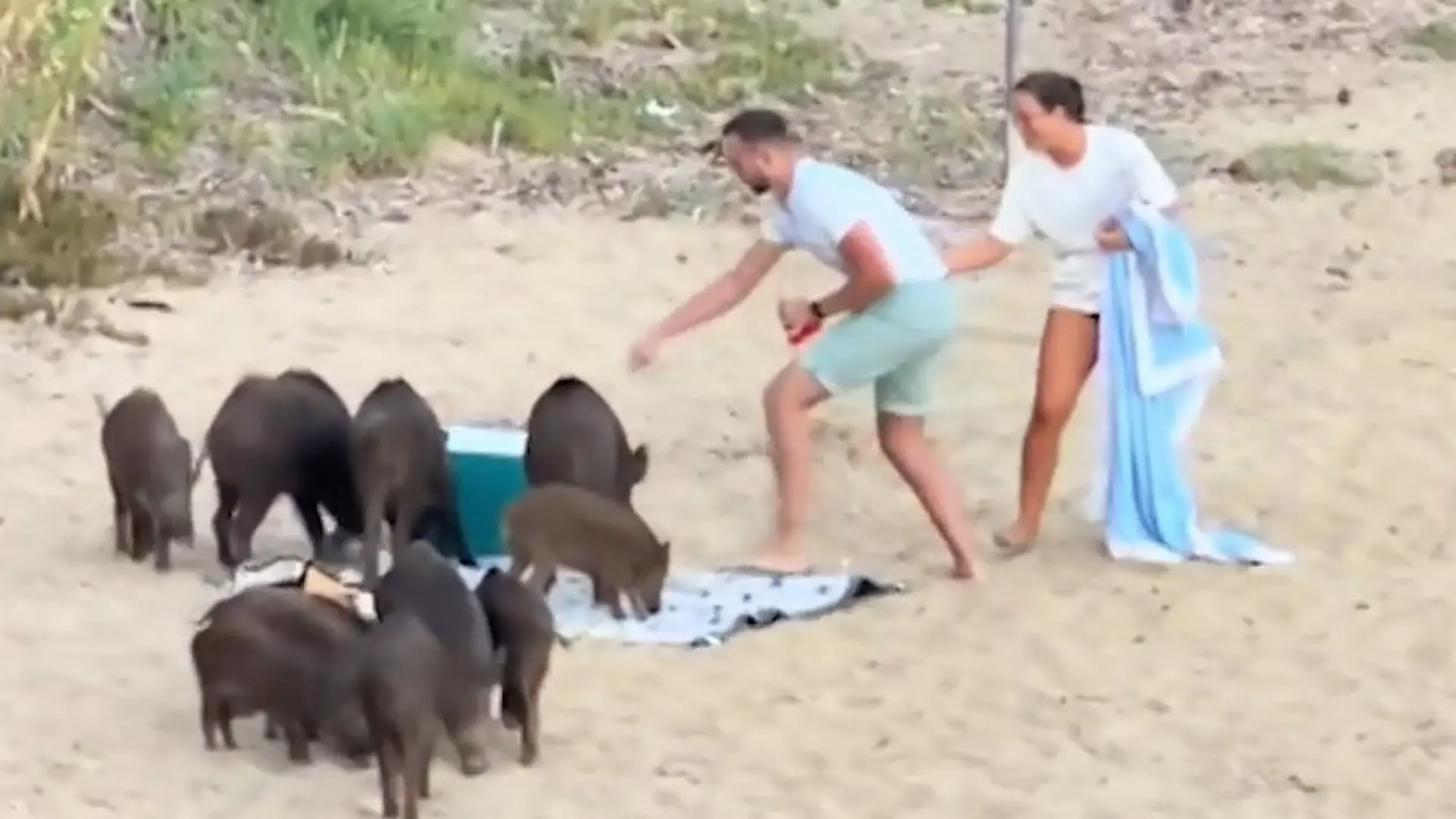 Was für eine Sauerei! Wildschweinrotte crasht romantisches Strand-Picknick Ungeladener Besuch