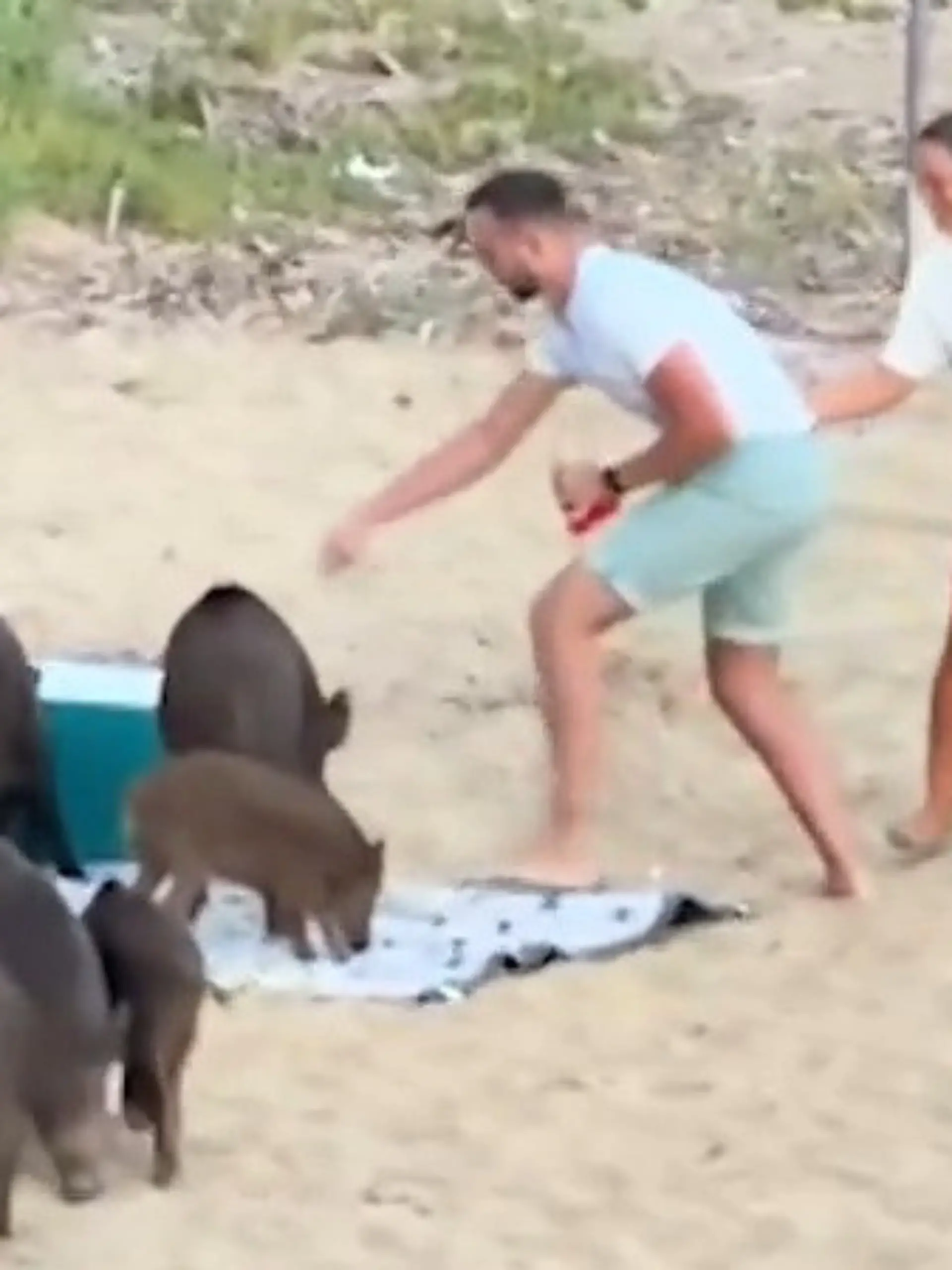 Bild zu: "Was für eine Sauerei! Wildschweinrotte crasht romantisches Strand-Picknick"