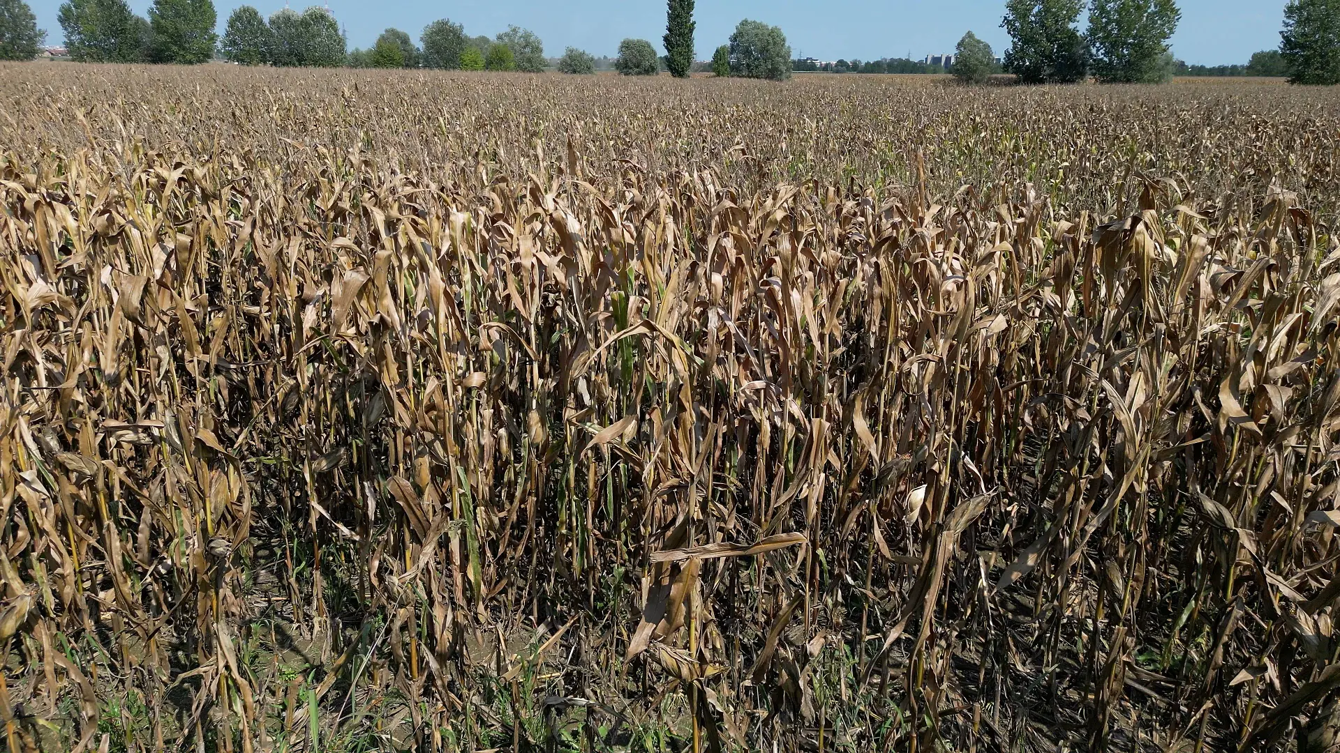 RECORD DATE NOT STATED IPA88004510 - Europe, Italy: Drought in the Po Valley and the Oltrepo Pavese region, with a cornfield showing dry leaves due to the heat climate change and water shortages in the summer PUBLICATIONxNOTxINxITA Copyright: xx/xRichx 88004510