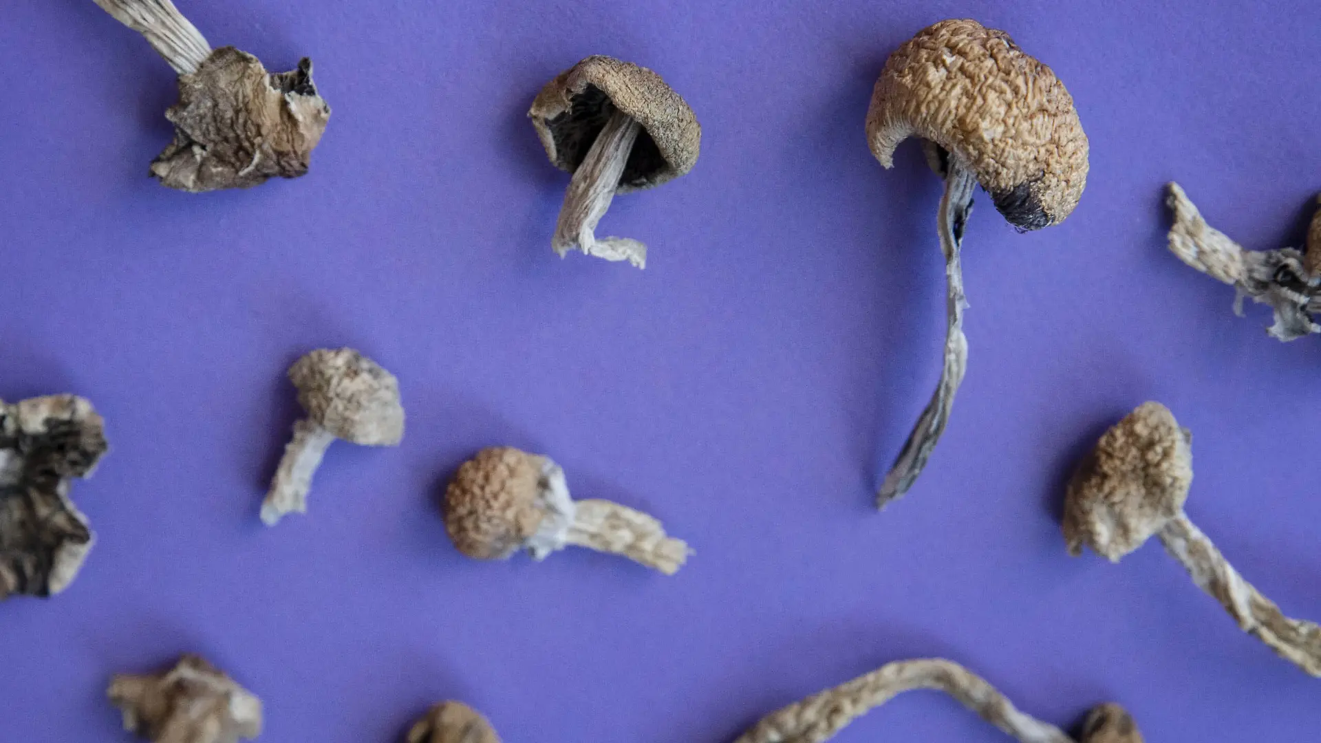 Psilocybin-Pilze liegen in Denver. (Archivbild) (zu dpa: «Prozess um Gift-Attacke: 20 Jahre Haft für Frau nach Mordversuchen») +++ dpa-Bildfunk +++