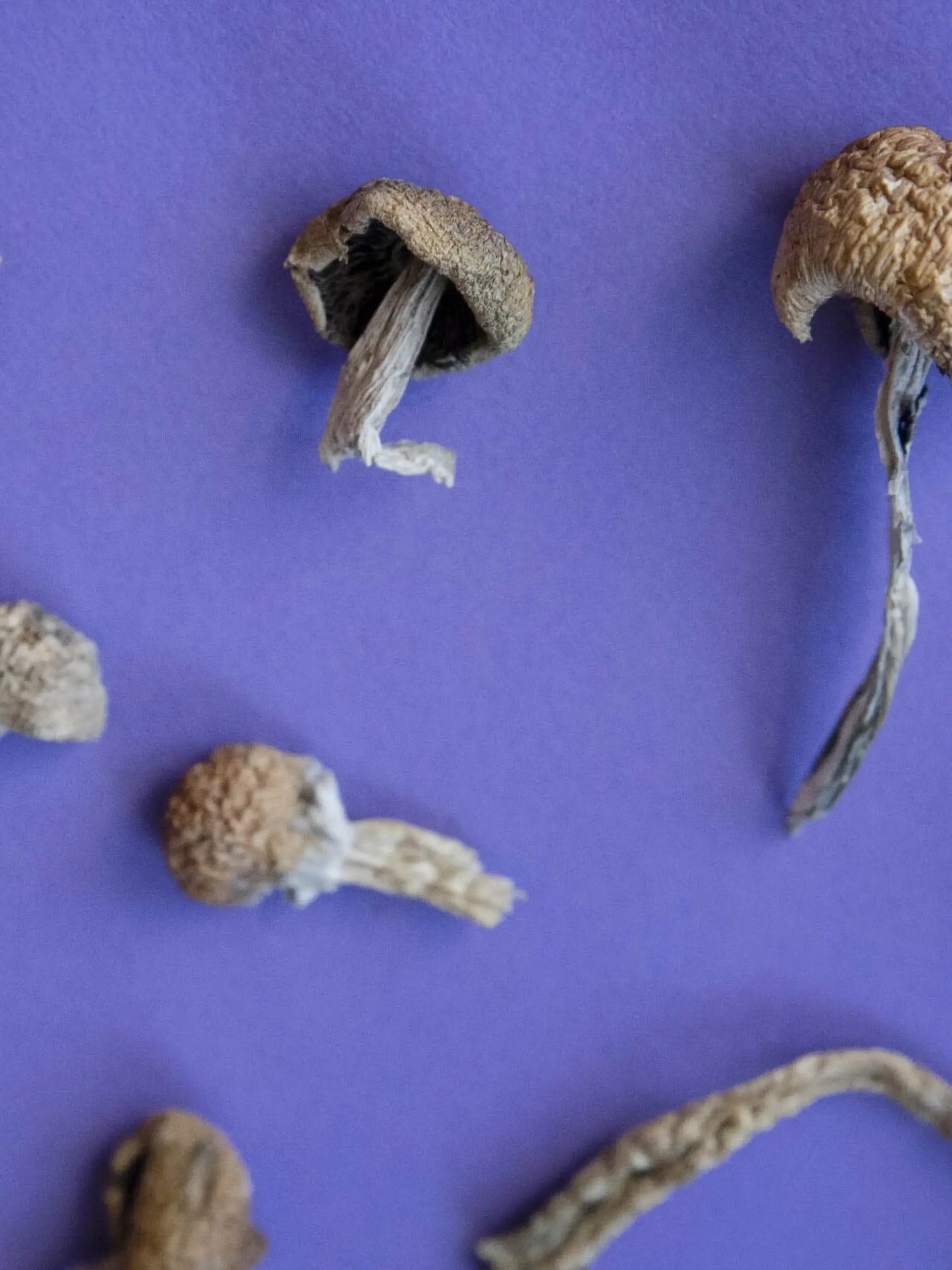 Psilocybin-Pilze liegen in Denver. (Archivbild) (zu dpa: «Prozess um Gift-Attacke: 20 Jahre Haft für Frau nach Mordversuchen») +++ dpa-Bildfunk +++