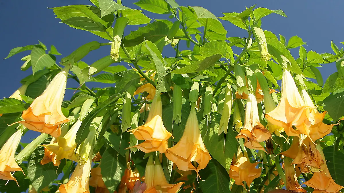 Wilhelm Fröhlich aus Frankfurt (Oder) steht unter seiner prächtig blühenden Engelstrompete, aufgenommen am 26.09.2006. Allein in diesem Jahr zählte der 81-Jährige schon mehr als 350 Blüten an dieser robusten, baumartigen Pflanze. Die Engelstrompeten (Brugmansia) sind eine Gattung von aus Südamerika stammenden Pflanzen. Sie sind sehr giftig. Ihr Name leitet sich ab von Sebald Justin Brugmans (1763-1819). Die frühere Geschichte der Engelstrompete liegt, genauso wie ihr Ahnenstamm, bislang im Dunkeln. Es konnte bis heute nicht ermittelt werden, von welcher Pflanze die Engelstrompete abstammt. Inzwischen ist sie jedoch auch als Zierpflanze in Europa verbreitet. Sie verträgt keinen Frost und kann bis zu fünf Meter hoch werden. Foto: Patrick Pleul dpa/lbn +++(c) dpa - Report+++