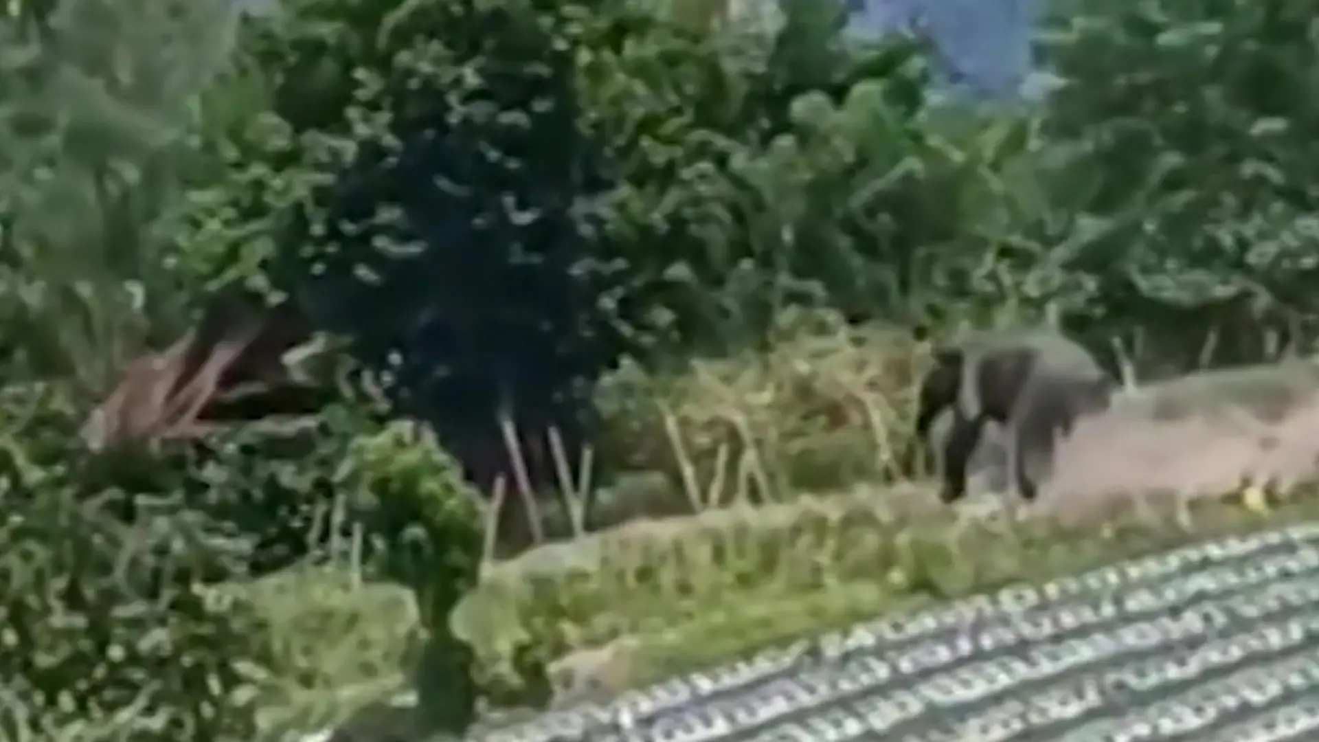 Bauer rennt dem Tod davon! Elefant geht auf Mann los – und jagt ihn über Feld Freunde können nur zuschauen