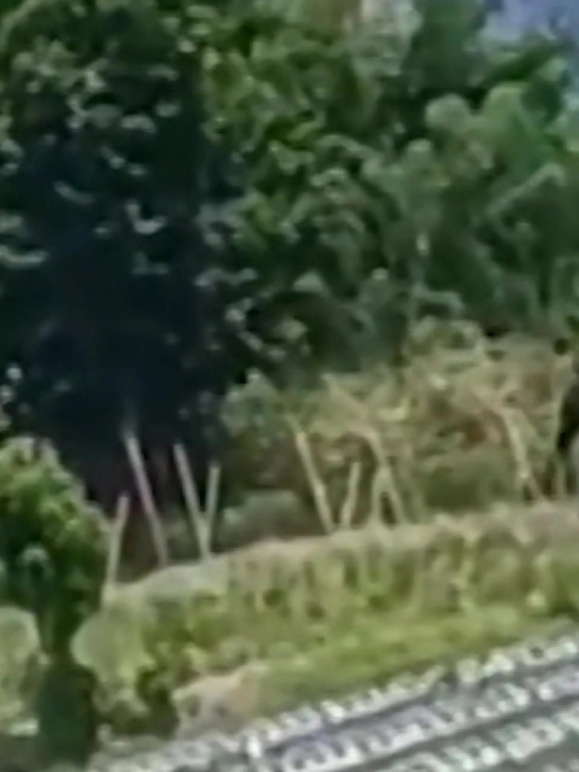 Bild zu: "Bauer rennt dem Tod davon! Elefant geht auf Mann los – und jagt ihn über Feld"