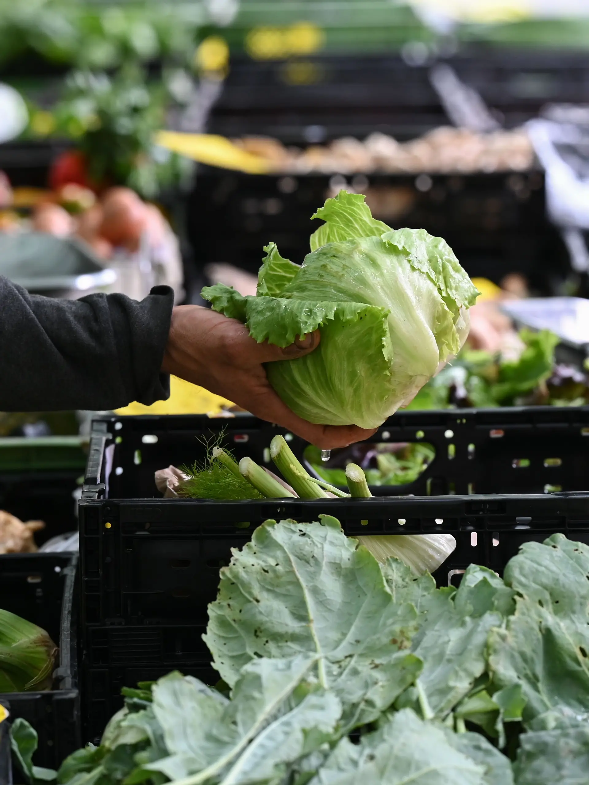 Bild zu: "Salmonellen-Gefahr! Edeka ruft Eisbergsalat in mehreren Bundesländern zurück"