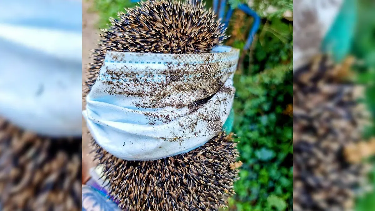 Der kleine Igel wäre durch die weggeworfene Maske fast gestorben.