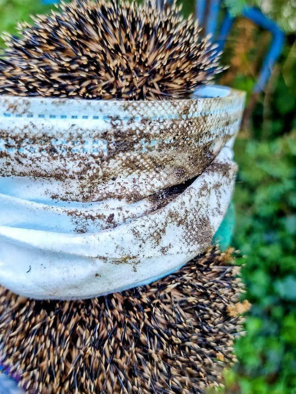 Der kleine Igel wäre durch die weggeworfene Maske fast gestorben.
