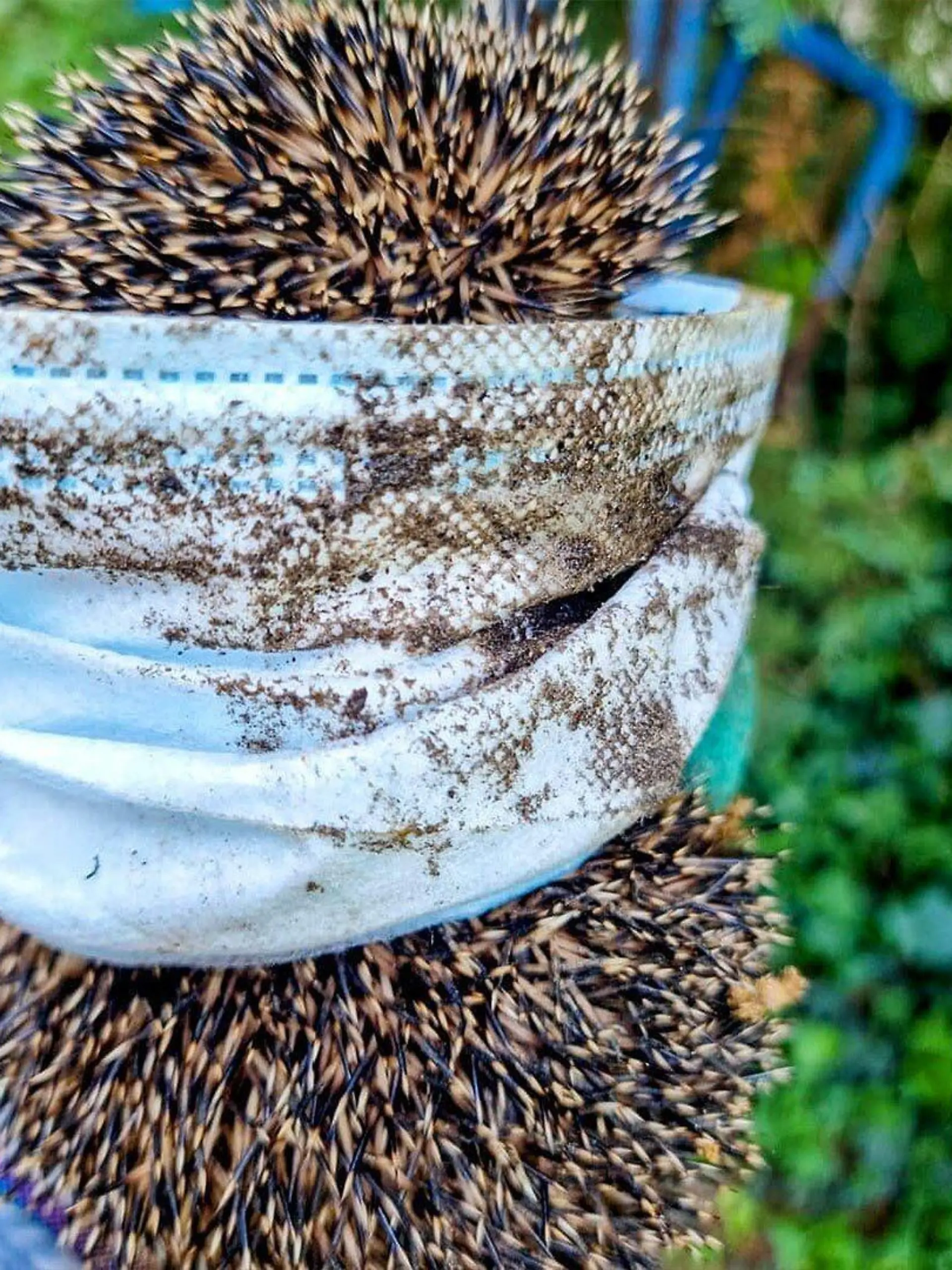 Der kleine Igel wäre durch die weggeworfene Maske fast gestorben.