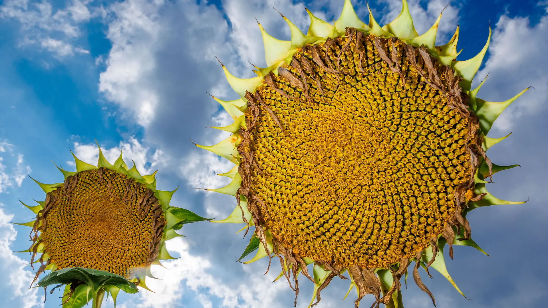 Sonnenblumenfeld in Norddeutschland