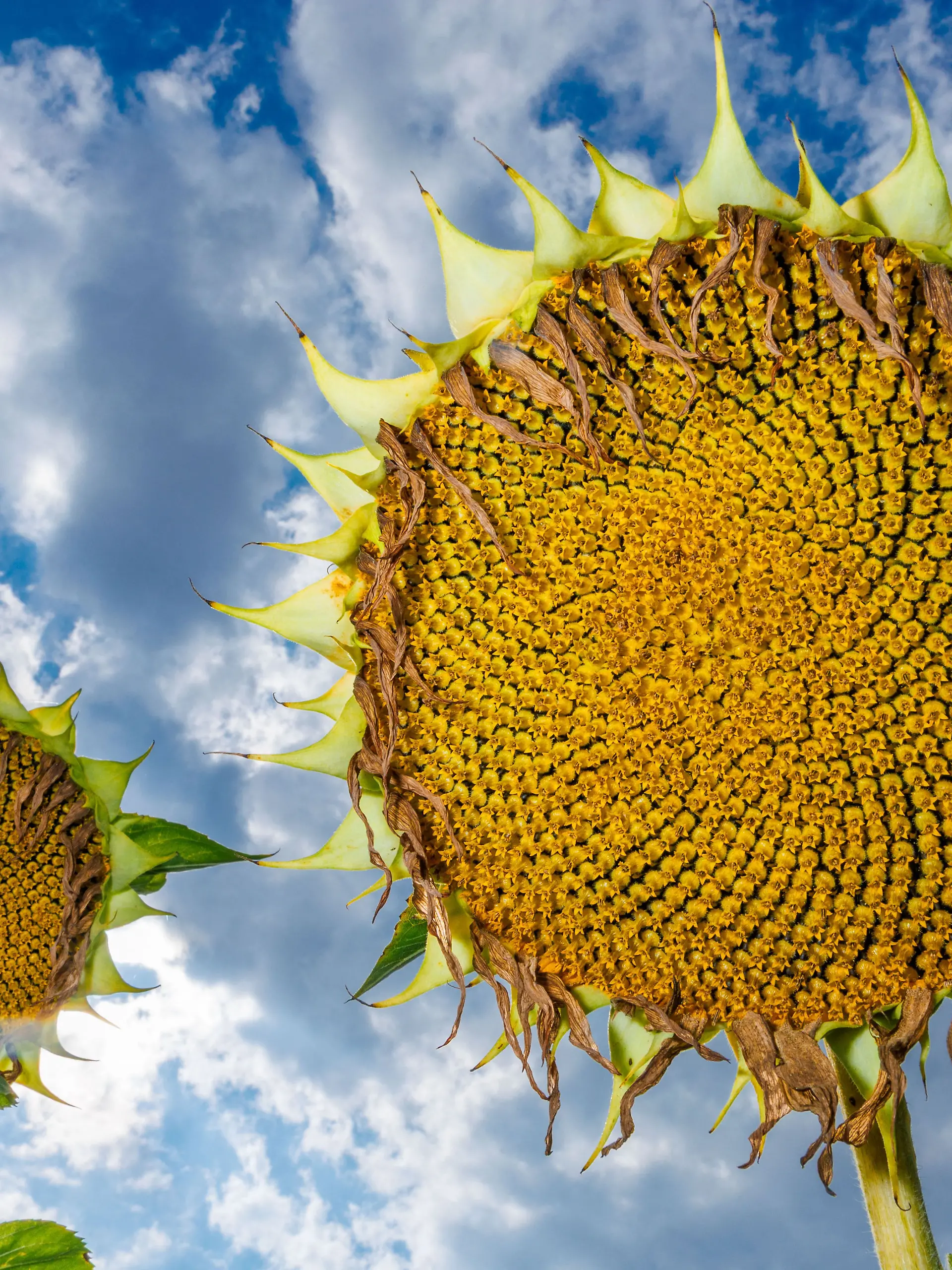 Sonnenblumenfeld in Norddeutschland