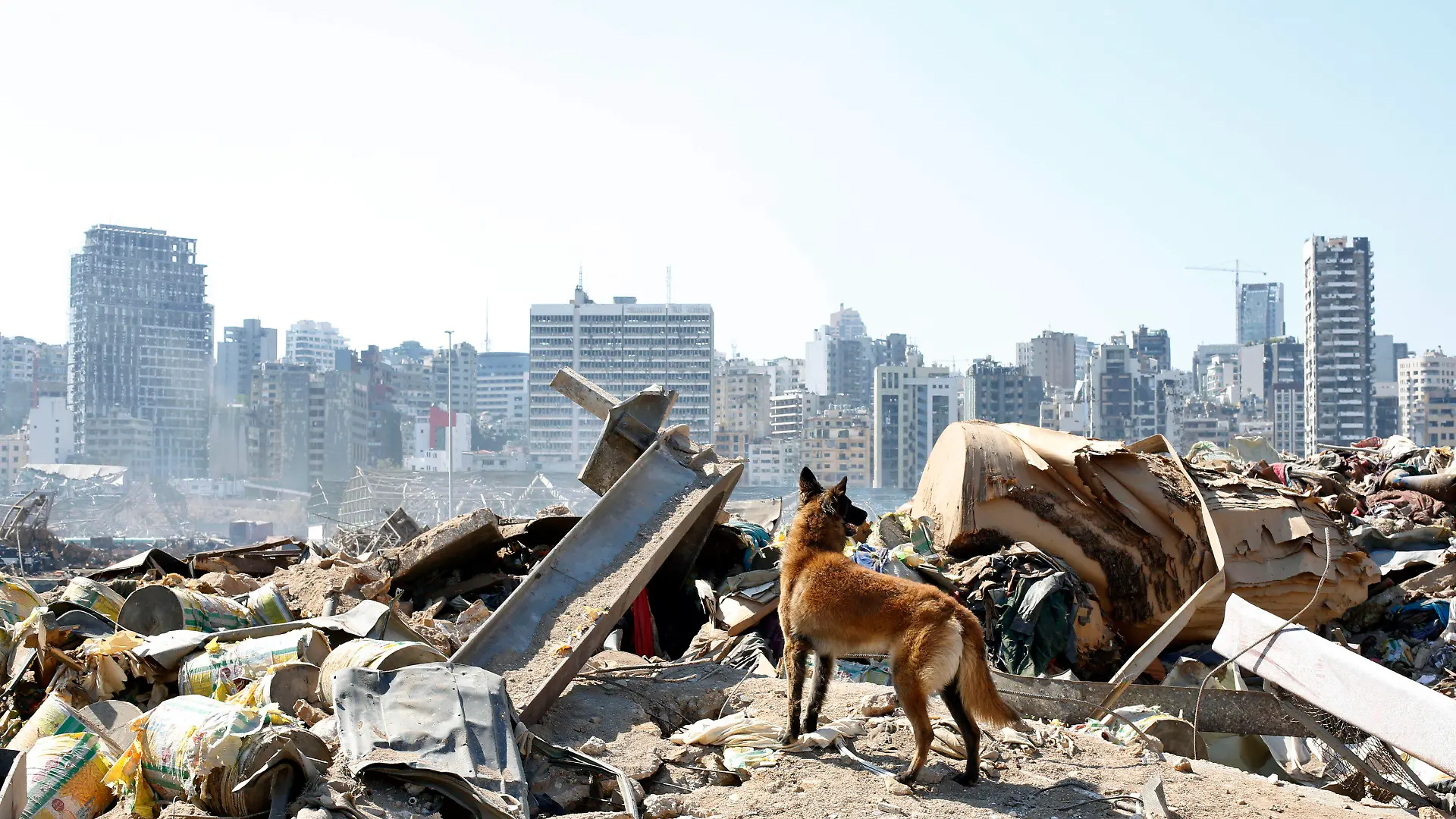 07.08.2020, Libanon, Beirut: Ein Hund eines französischen Rettungsteams sucht in den Trümmern am Ort der verheerenden Explosion im Hafen Beiruts nach Überlebenden. Nach der schweren Detonation wird weiterhin nach Opfern gesucht. Foto: Thibault Camus/AP/dpa +++ dpa-Bildfunk +++