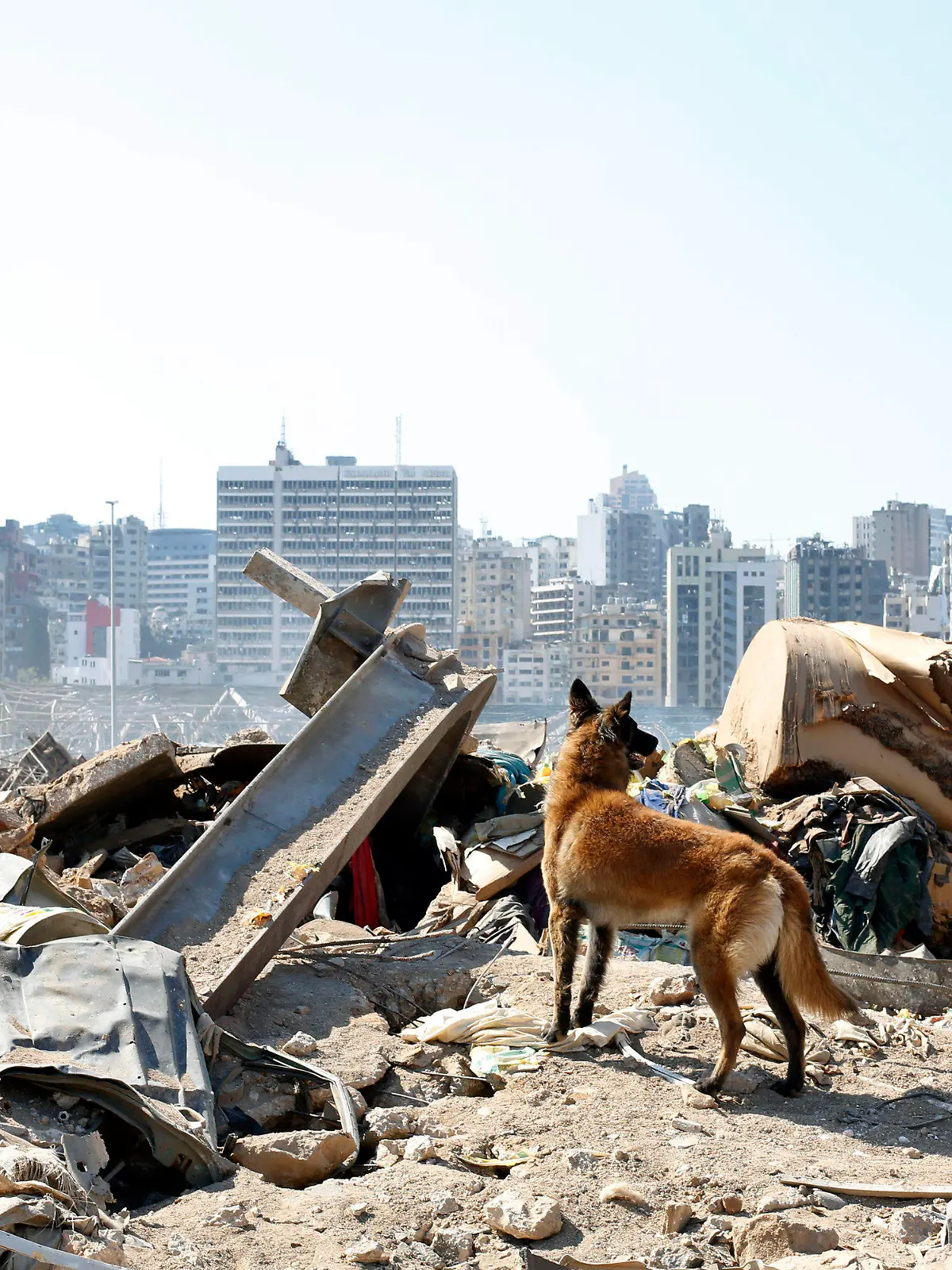 07.08.2020, Libanon, Beirut: Ein Hund eines französischen Rettungsteams sucht in den Trümmern am Ort der verheerenden Explosion im Hafen Beiruts nach Überlebenden. Nach der schweren Detonation wird weiterhin nach Opfern gesucht. Foto: Thibault Camus/AP/dpa +++ dpa-Bildfunk +++