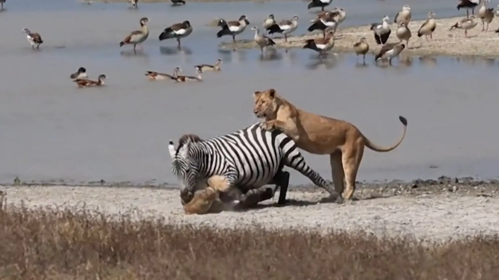 Löwenrudel stürzt sich auf Zebra – doch das schlägt mit aller Kraft zurück! Überlebenskampf bei Safari