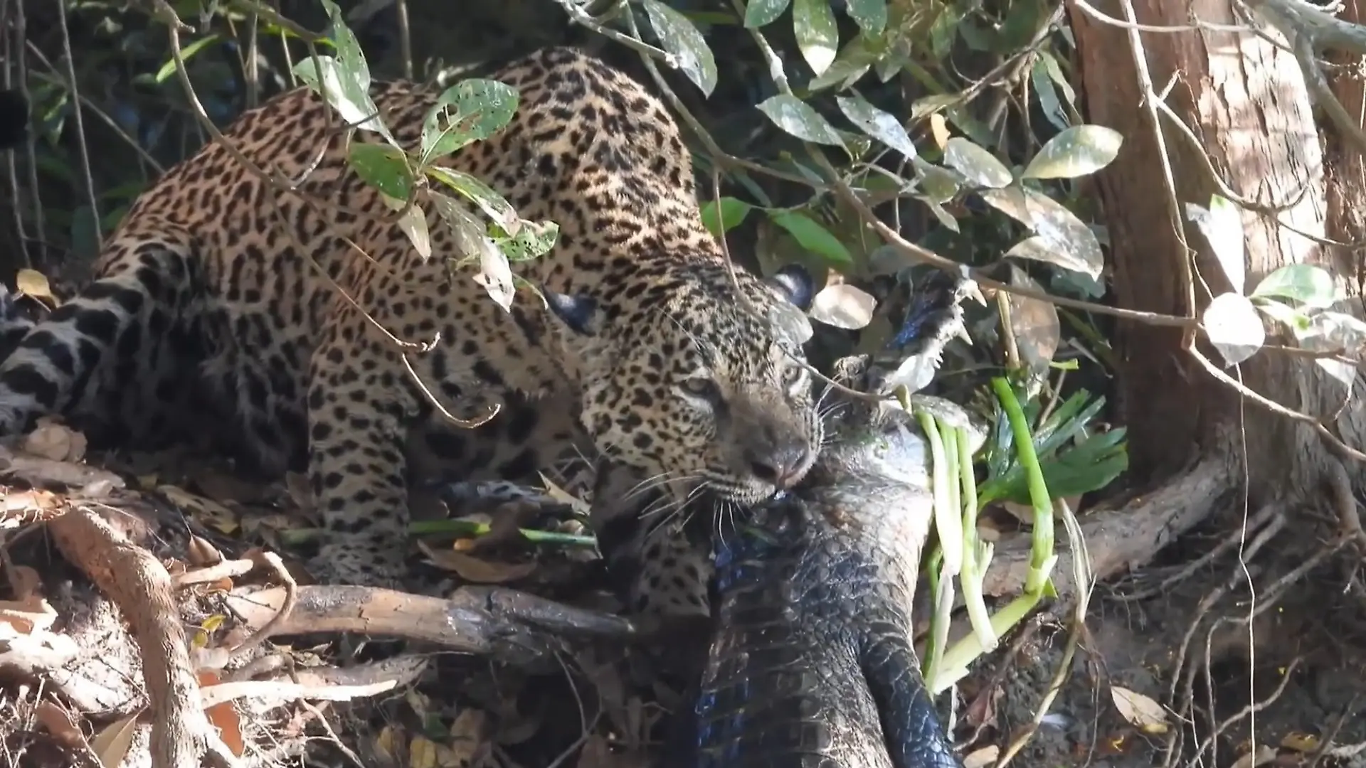50-Kilogramm-Beute im Maul! Jaguar verzweifelt an seiner Mahlzeit Wilde Szenen bei Touristen-Tour