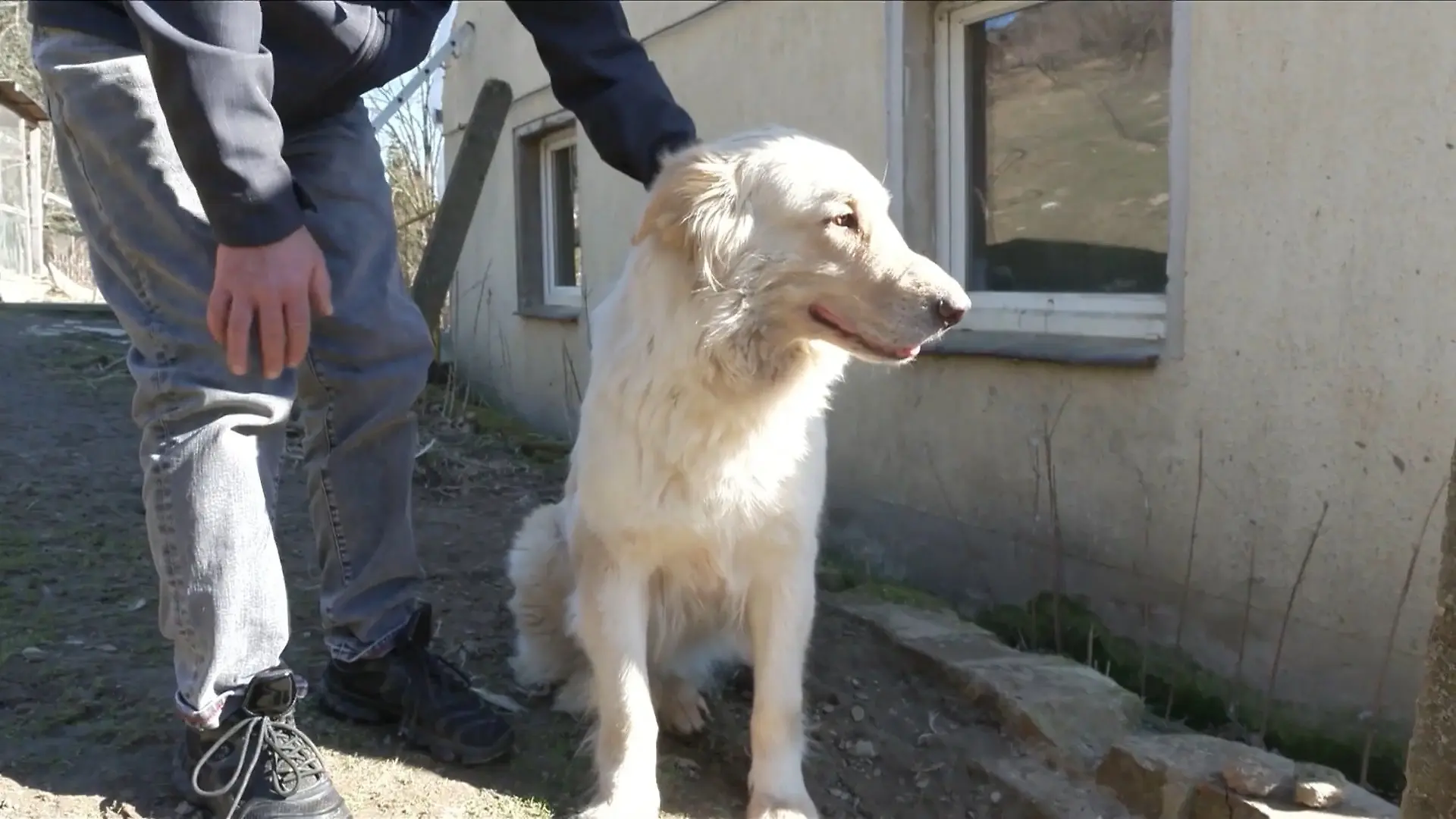 Bild von Nachbarschaftsstreit: Hundedame Lotti. zu laut?