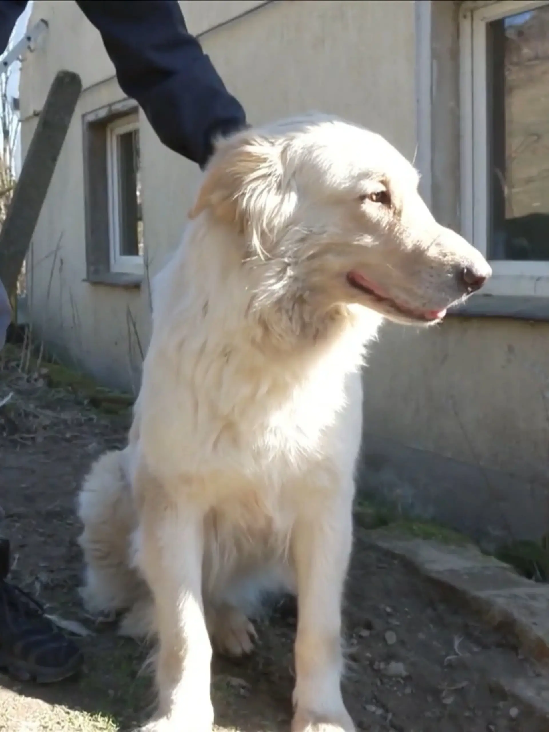 Bild zu: "Nachbarschaftsstreit: Hundedame Lotti. zu laut?"