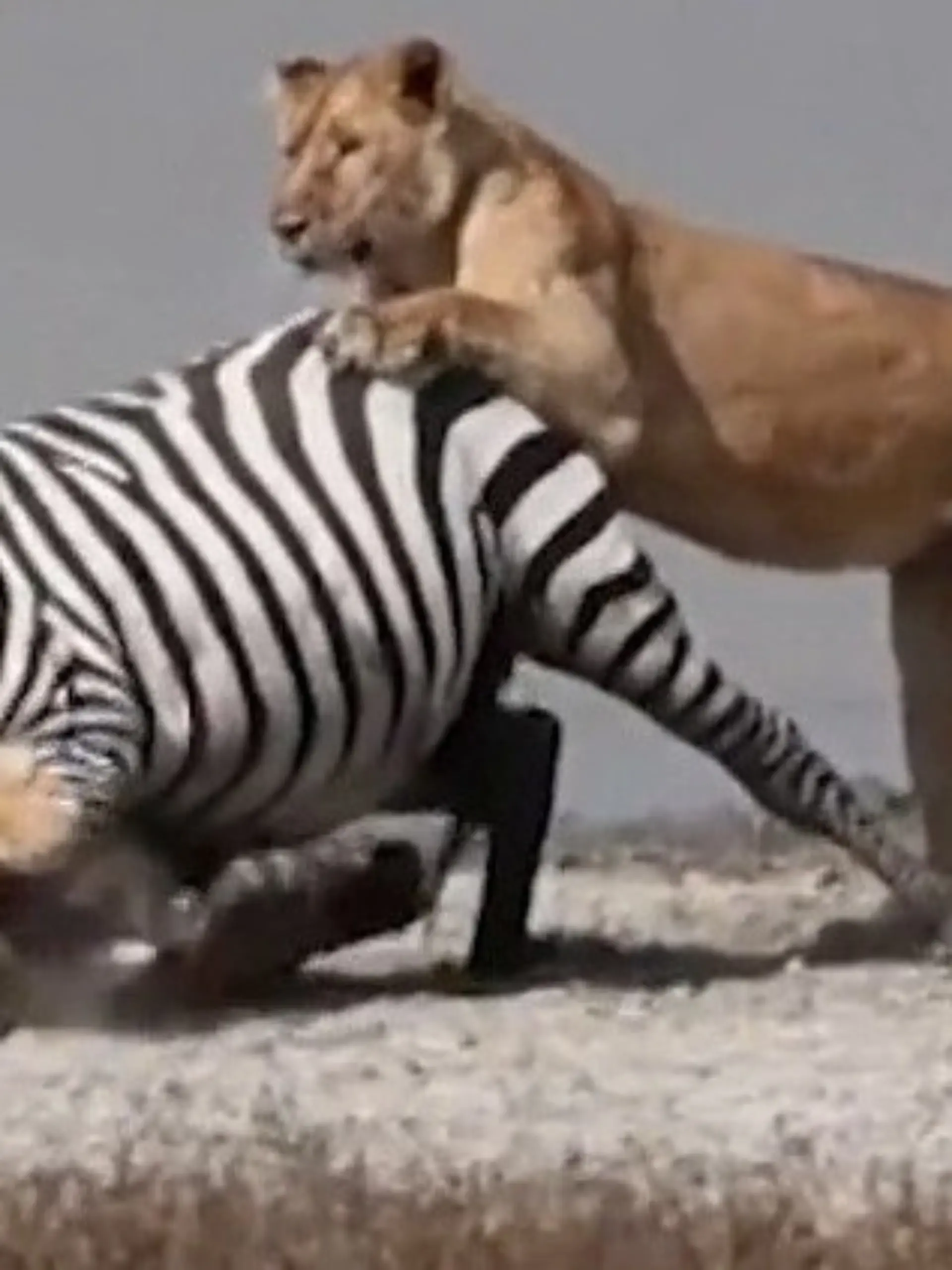 Bild zu: "Löwenrudel stürzt sich auf Zebra – doch das schlägt mit aller Kraft zurück!"