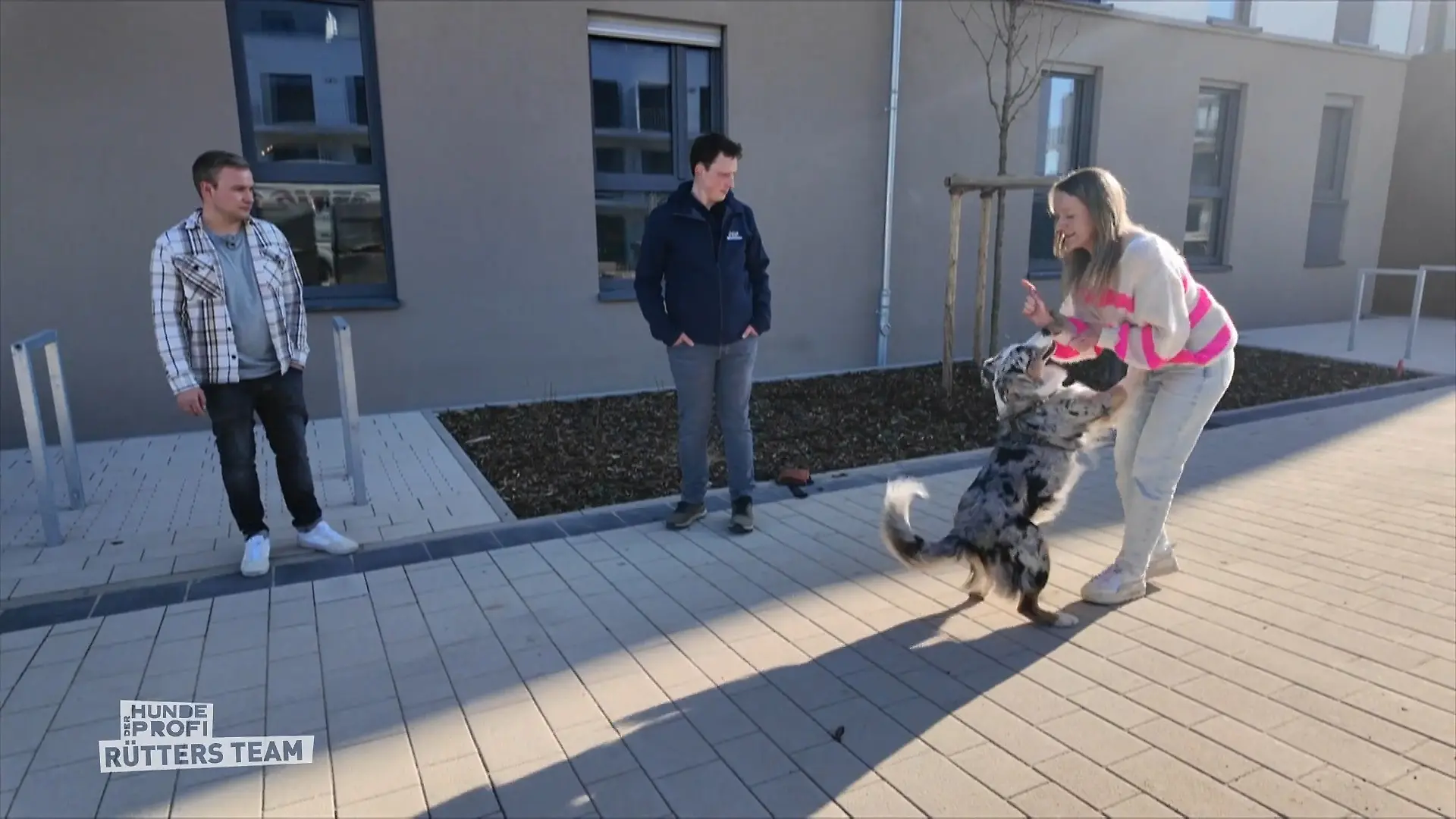Kann Hundetrainer Marcel die Hündin bremsern? Einsatz für den Profi